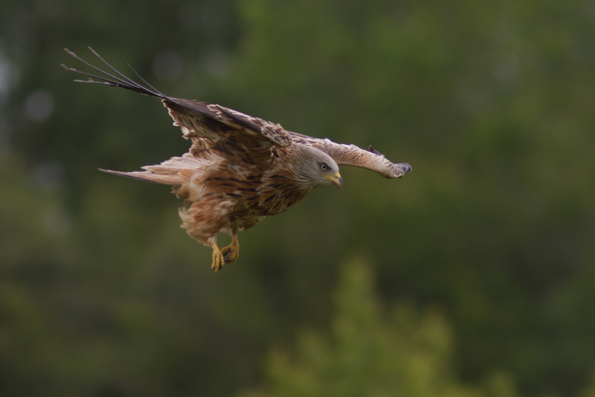 Обои природа, полет, крылья, птица, хищная, nature, flight, wings, bird, predatory разрешение 2048x1366 Загрузить