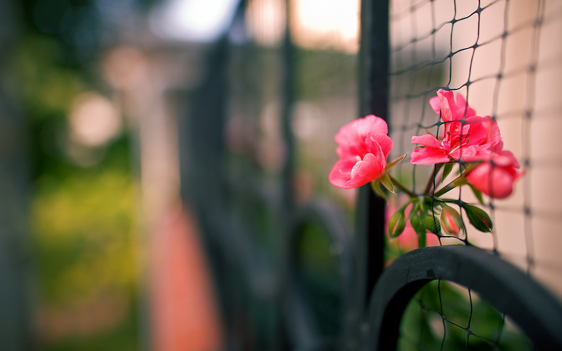 Обои цветы, макро, забор, сетка, flowers, macro, the fence, mesh разрешение 1920x1200 Загрузить