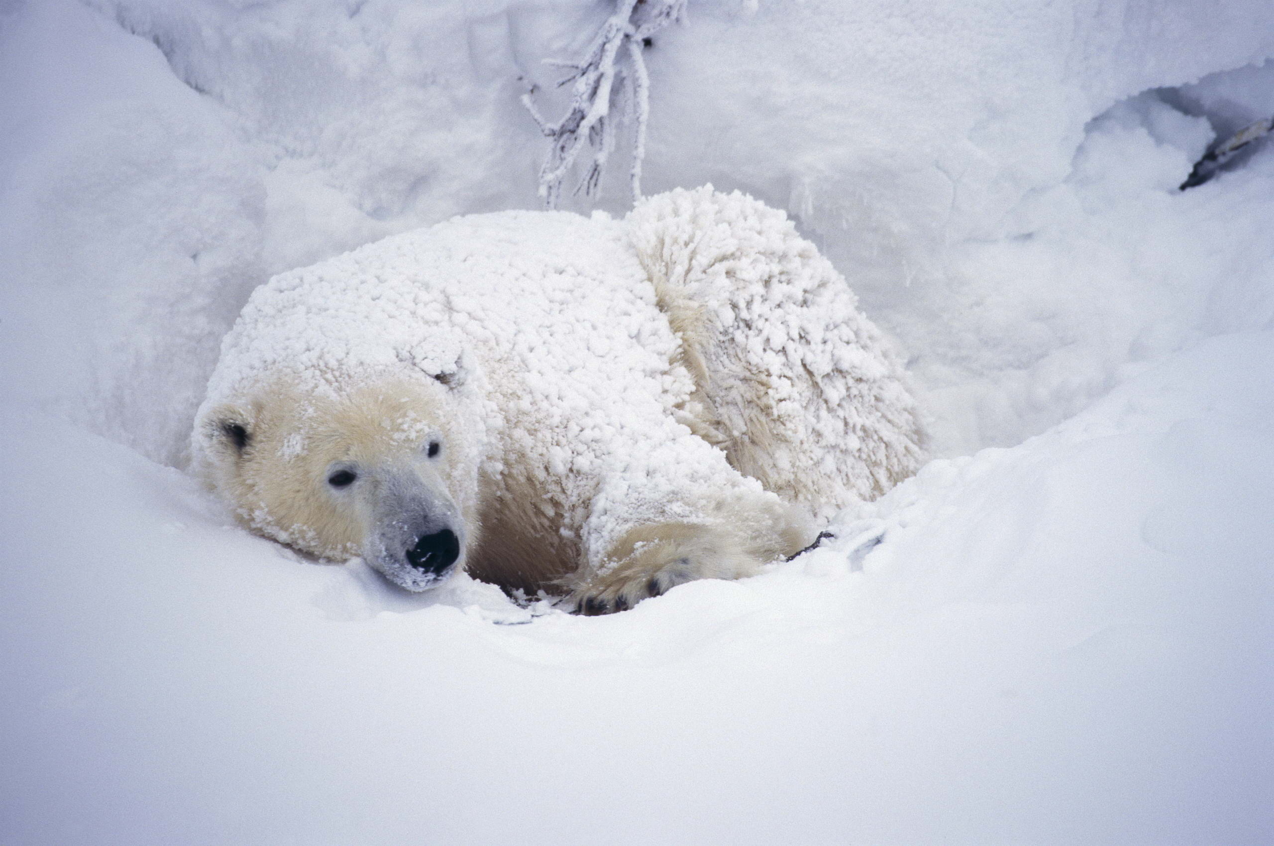Обои снег, медведь, белый, арктика, полярный, северный, snow, bear, white, arctic, polar, north разрешение 2560x1699 Загрузить