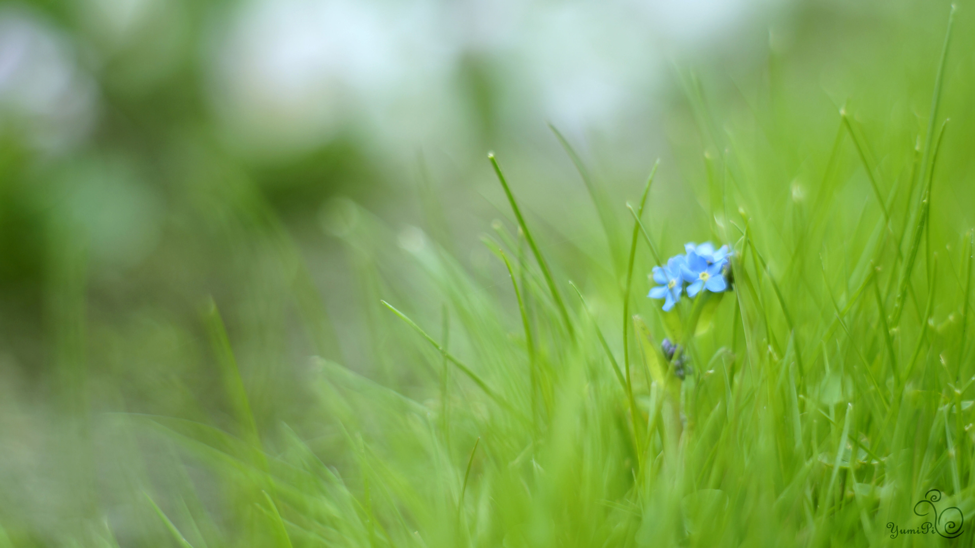 Травка с цветочками. Зеленая трава. Трава Макросъемка. Поляна незабудок. Голубые цветы в траве.