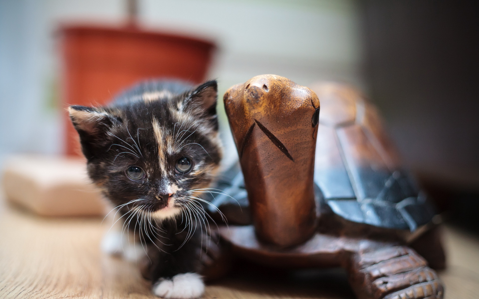 Обои мордочка, кошка, взгляд, котенок, черепаха, лапки, деревянная, muzzle, cat, look, kitty, turtle, legs, wooden разрешение 1920x1200 Загрузить