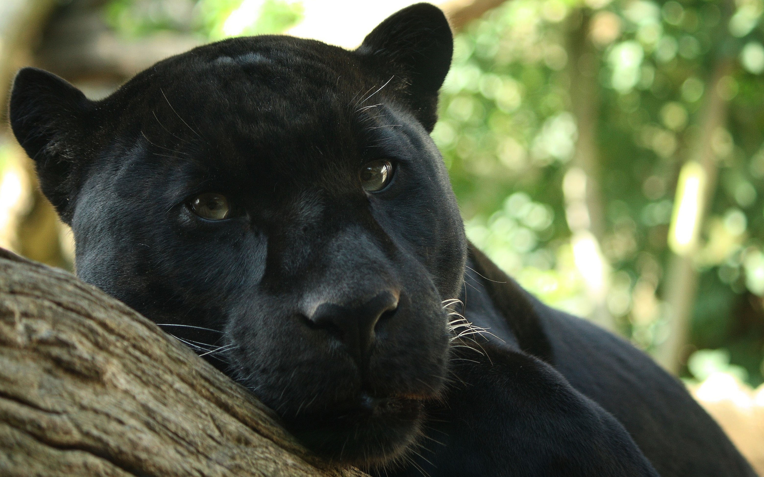 Обои морда, хищник, пантера, дикая кошка, черный леопард, face, predator, panther, wild cat, black leopard разрешение 2560x1600 Загрузить
