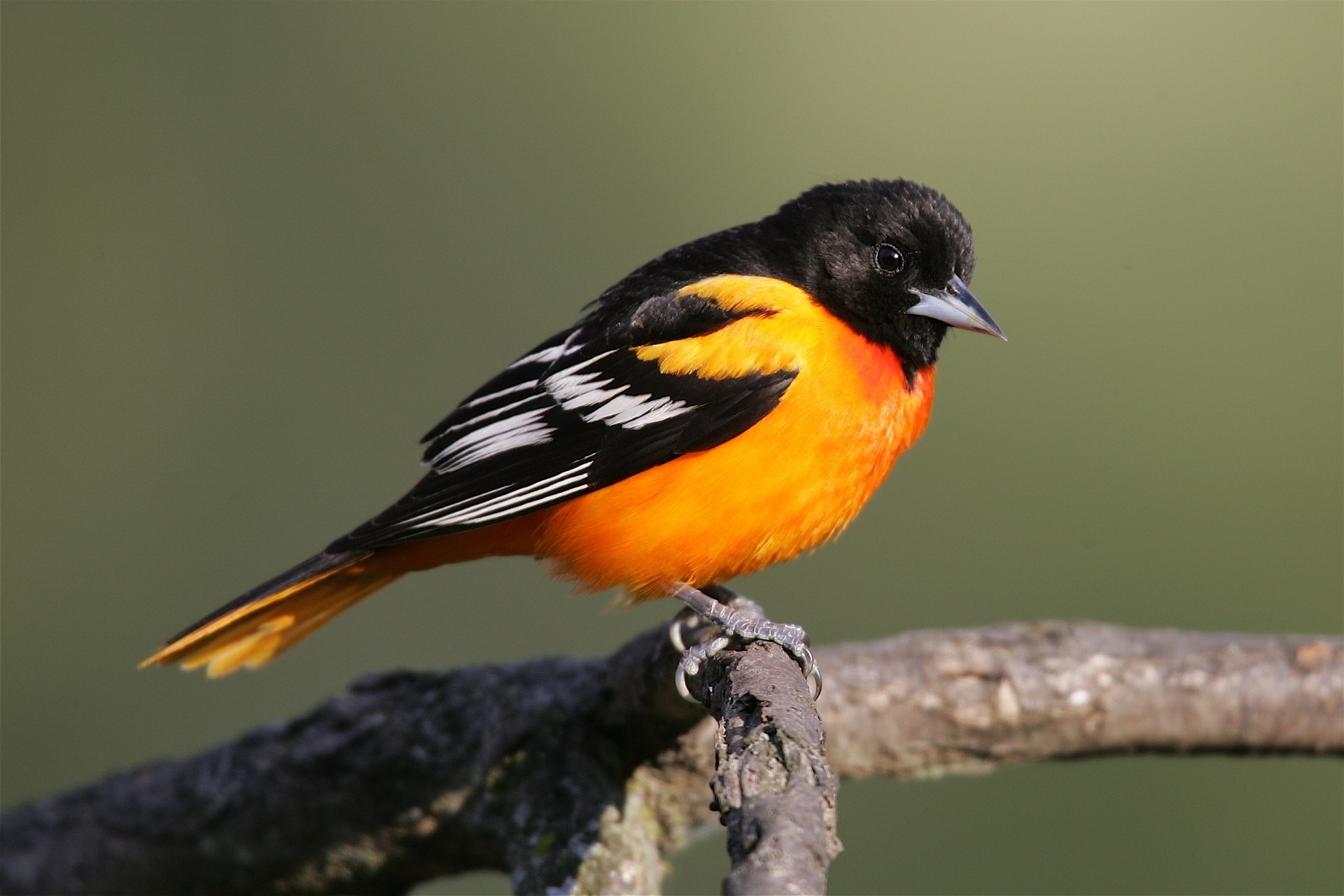 оранжевая птичка без смс