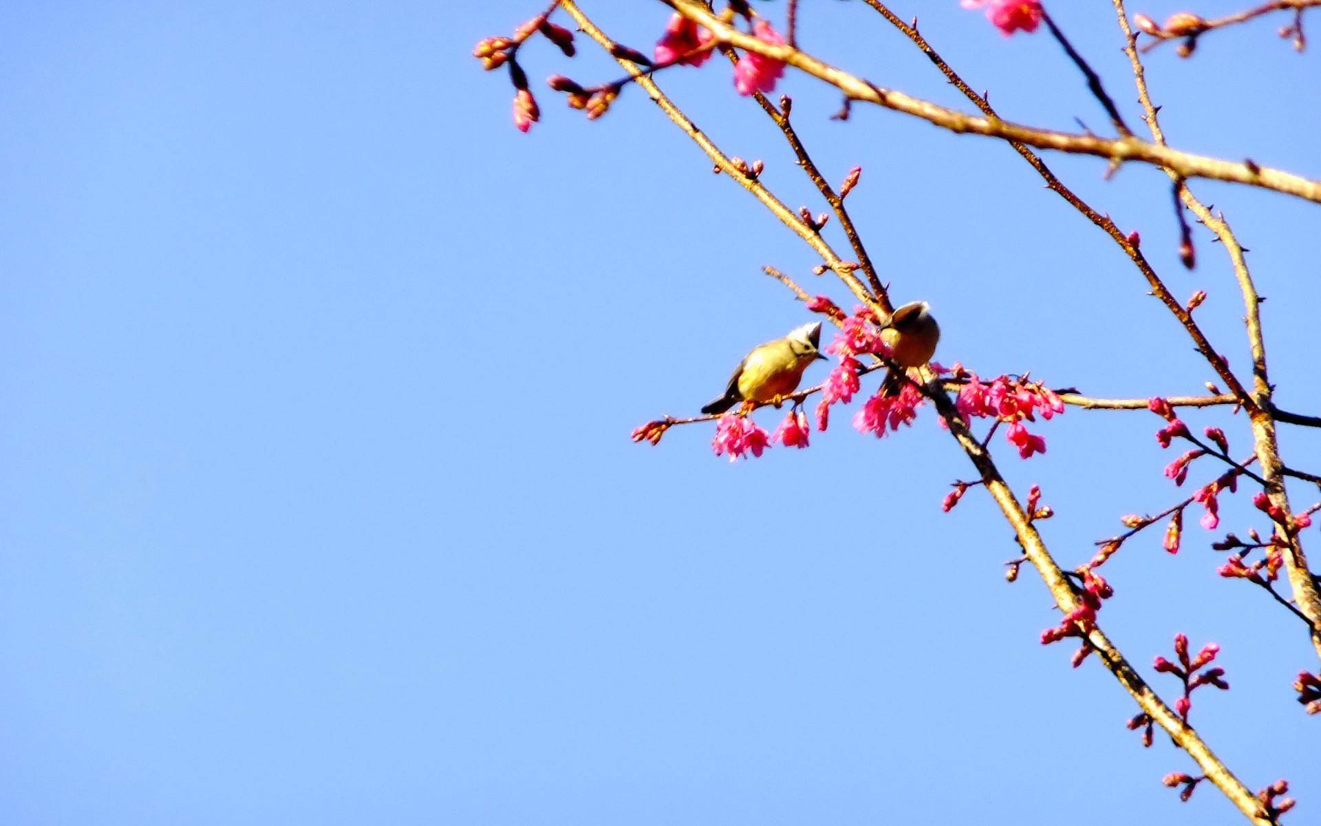 Обои небо, природа, ветви, птицы, весна, розовые цветы, цветущей сакуры, the sky, nature, branch, birds, spring, pink flowers, cherry blossoms разрешение 1920x1200 Загрузить