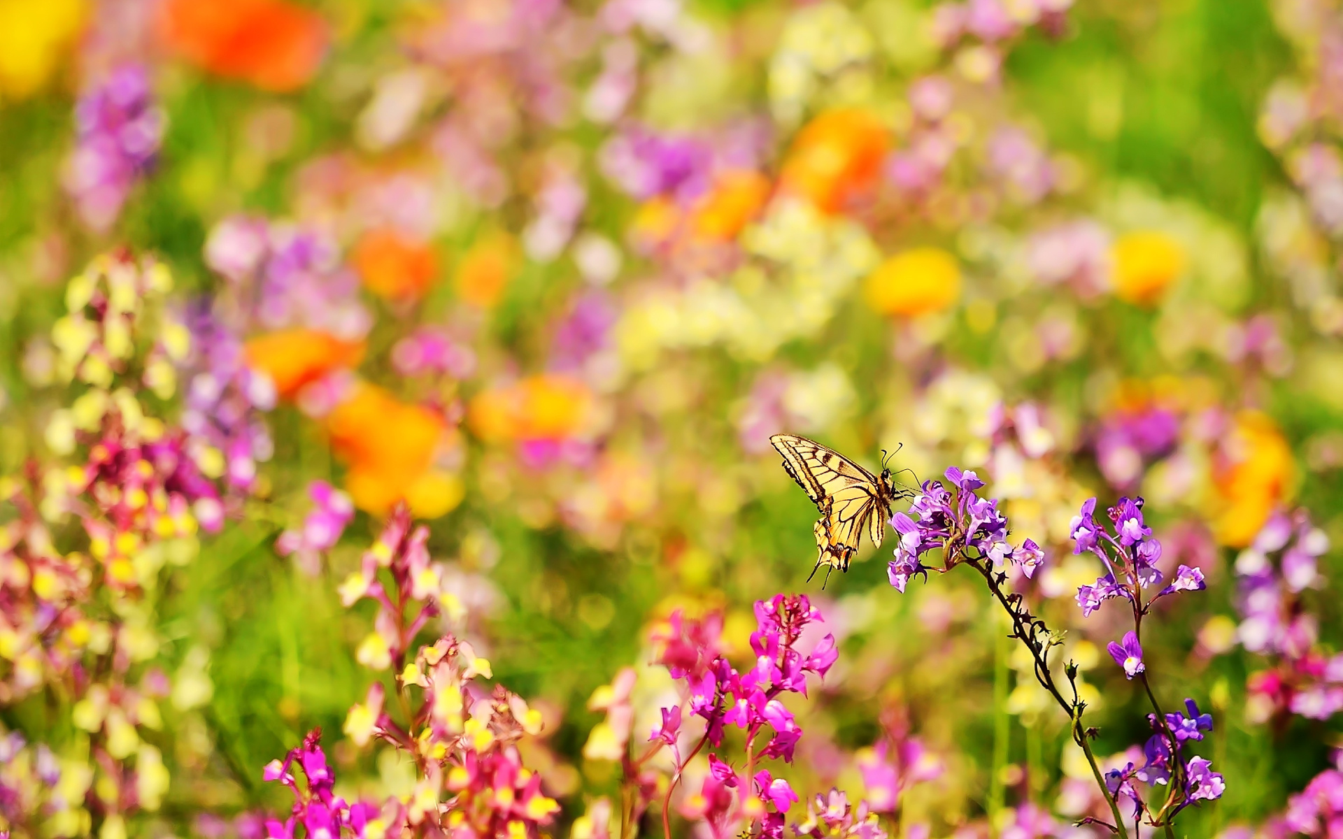 Обои цветы, природа, насекомое, лето, бабочка, ярко, размытость, боке, flowers, nature, insect, summer, butterfly, bright, blur, bokeh разрешение 1920x1200 Загрузить