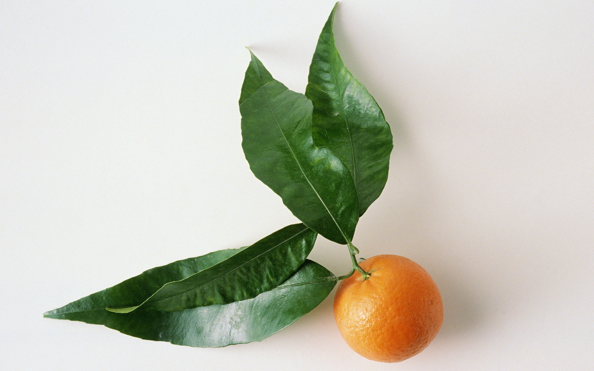 Обои листья, фрукты, белый фон, цитрус, мандарин, leaves, fruit, white background, citrus, mandarin разрешение 1920x1200 Загрузить