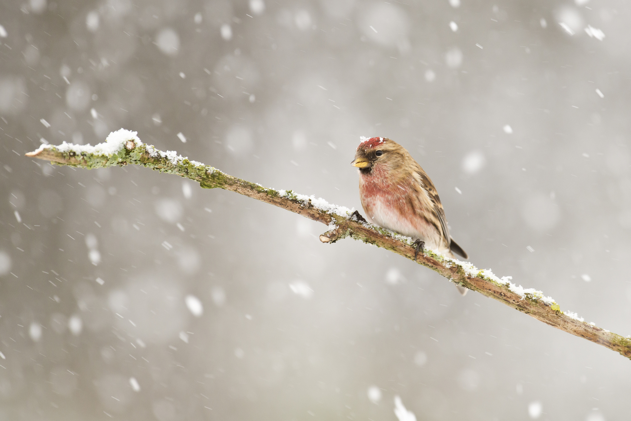 Обои ветка, снег, зима, птицы, птица, зяблик, чечётка, branch, snow, winter, birds, bird, chaffinch, tap dance разрешение 2048x1365 Загрузить