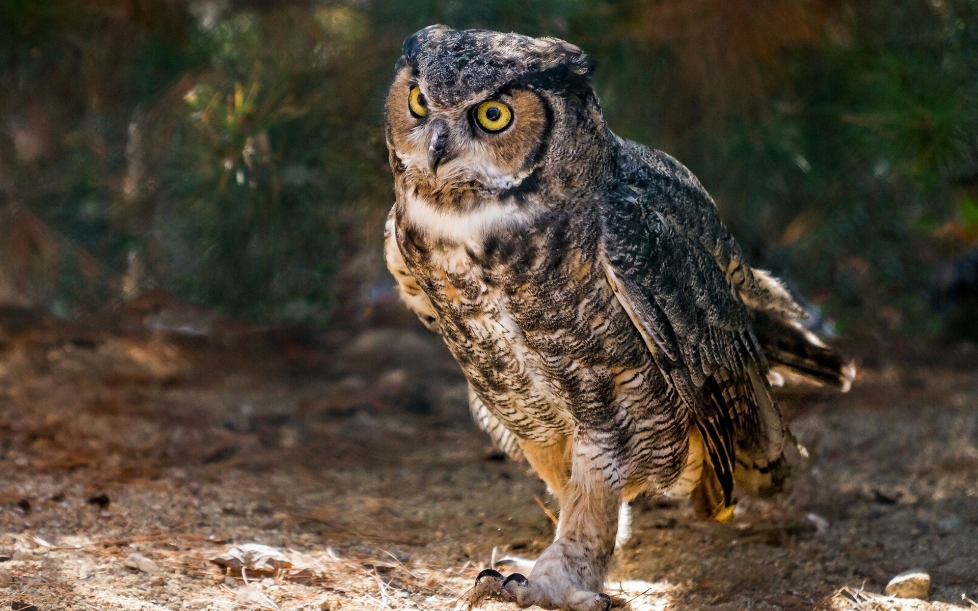 Видна сова по. Виргинский Филин виргинский. Виргинский Филин (Bubo virginianus). Филин Пугач. Виргинский Филин большая рогатая Сова.