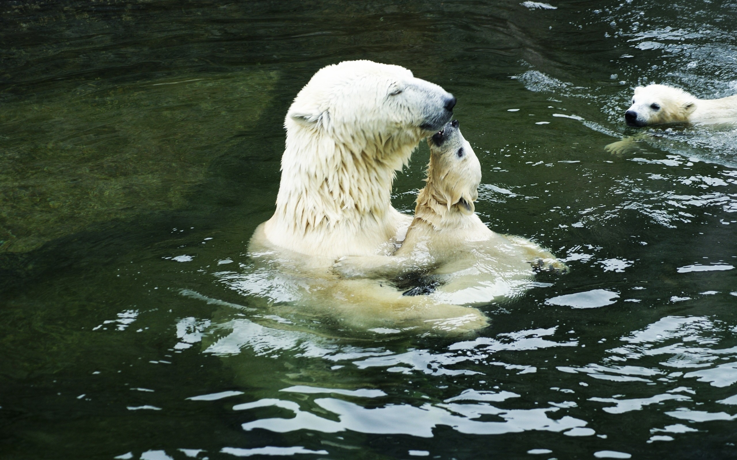 Картинки белого медведя в воде