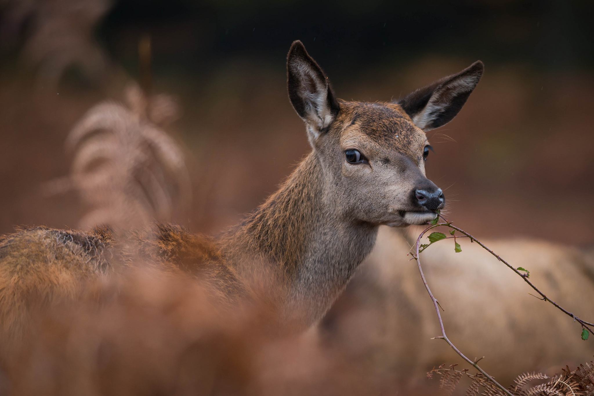 Обои ветка, листья, олень, лань, ест, олениха, branch, leaves, deer, doe, eating разрешение 2048x1367 Загрузить