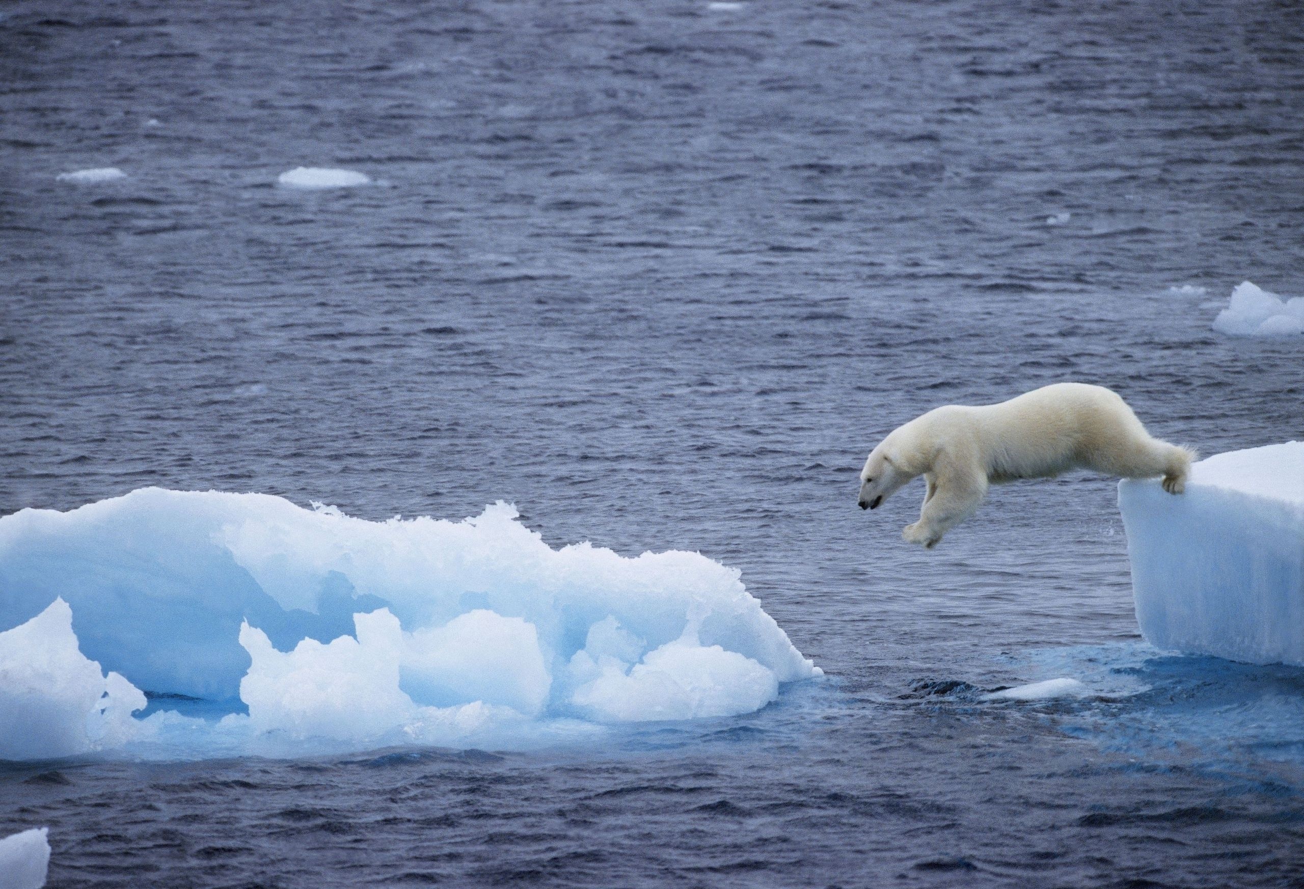 медведь белый медведь арктика лед без смс