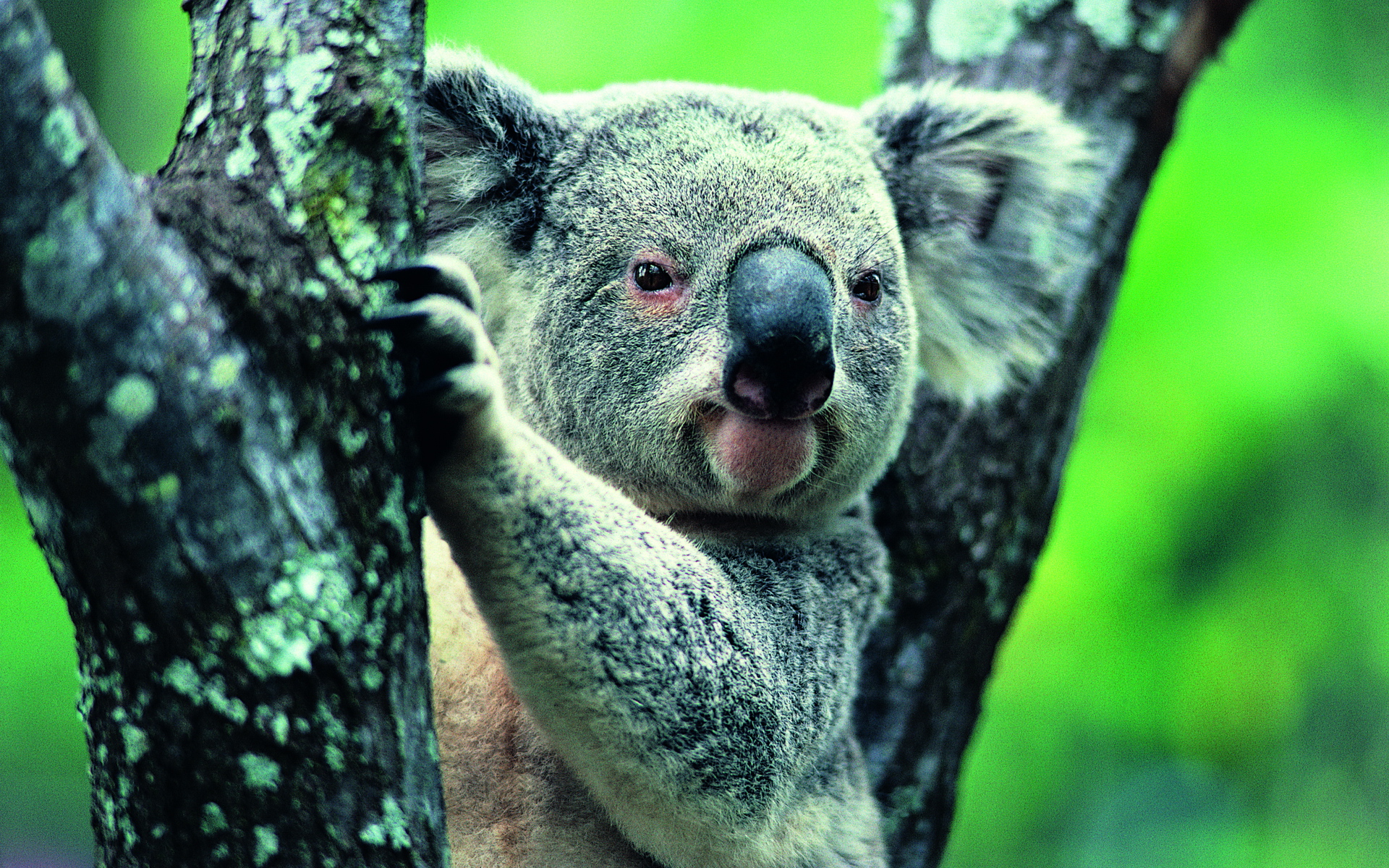 Красная коала. Коала. Сумчатый мишка коала. Австралия фауна коала. Эндемики коала.
