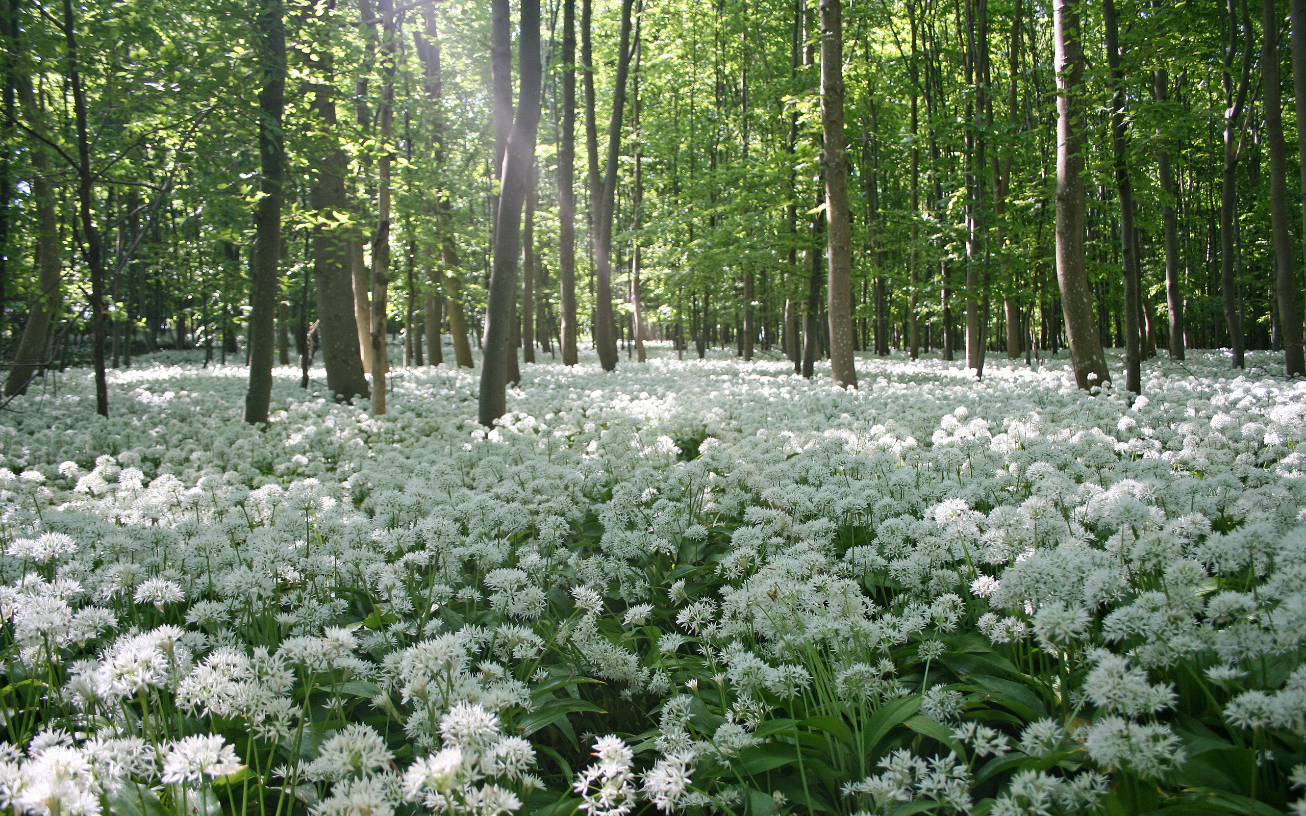 Белые лесные цветы без смс