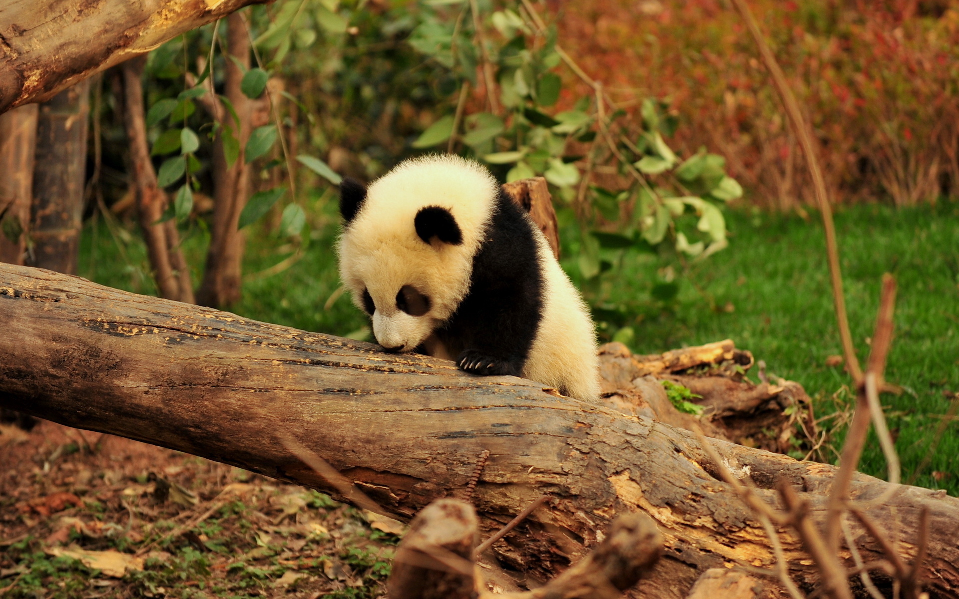 Обои дерево, животные, панда, джунгли, детеныш, бамбуковый медведь, большая панда, tree, animals, panda, jungle, cub, bamboo bear, the giant panda разрешение 1920x1200 Загрузить