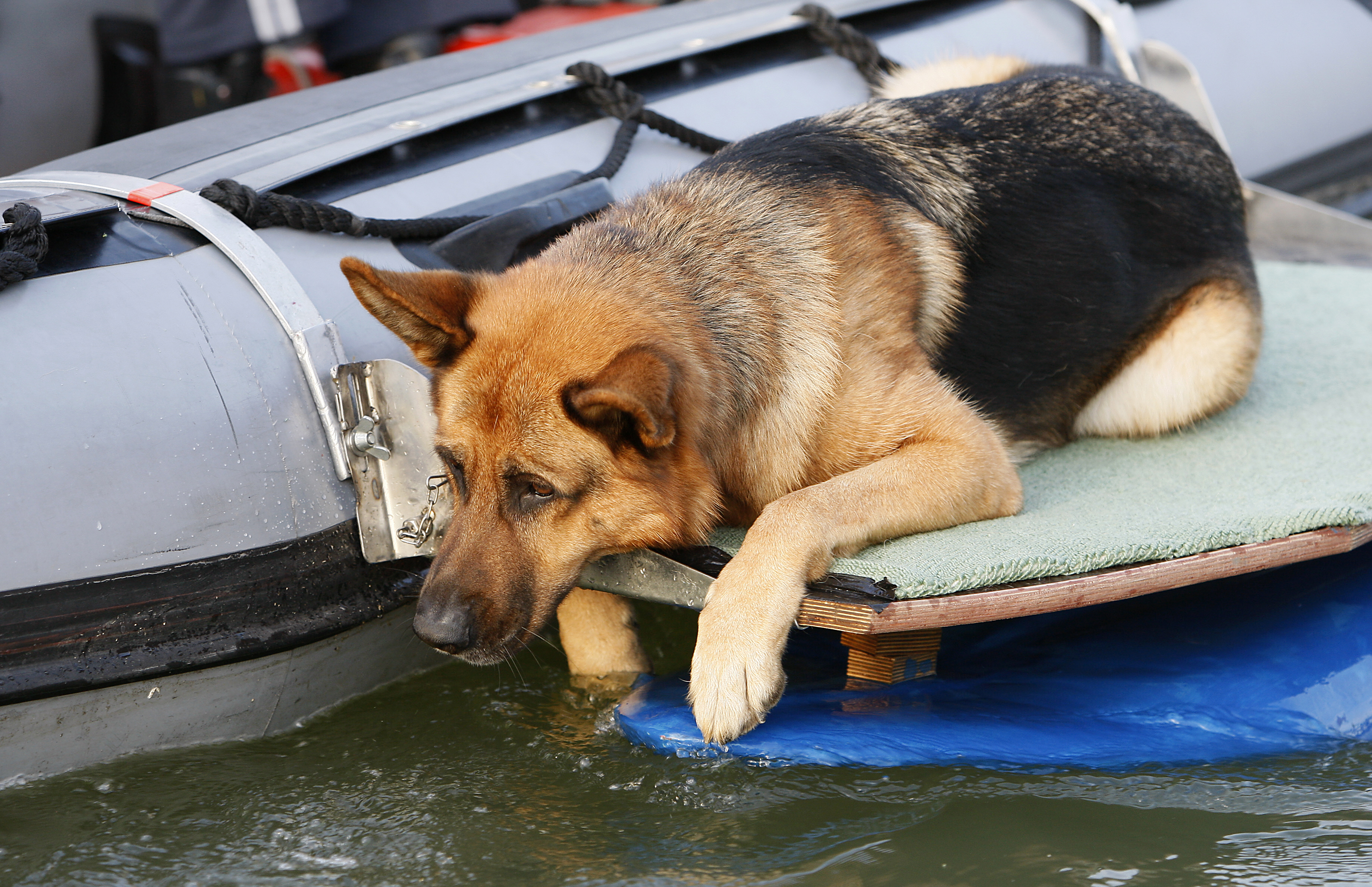 Обои собака, немецкая овчарка, рекс, "комиссар рекс", 17, dog, german shepherd, rex, "inspector rex" разрешение 3679x2378 Загрузить