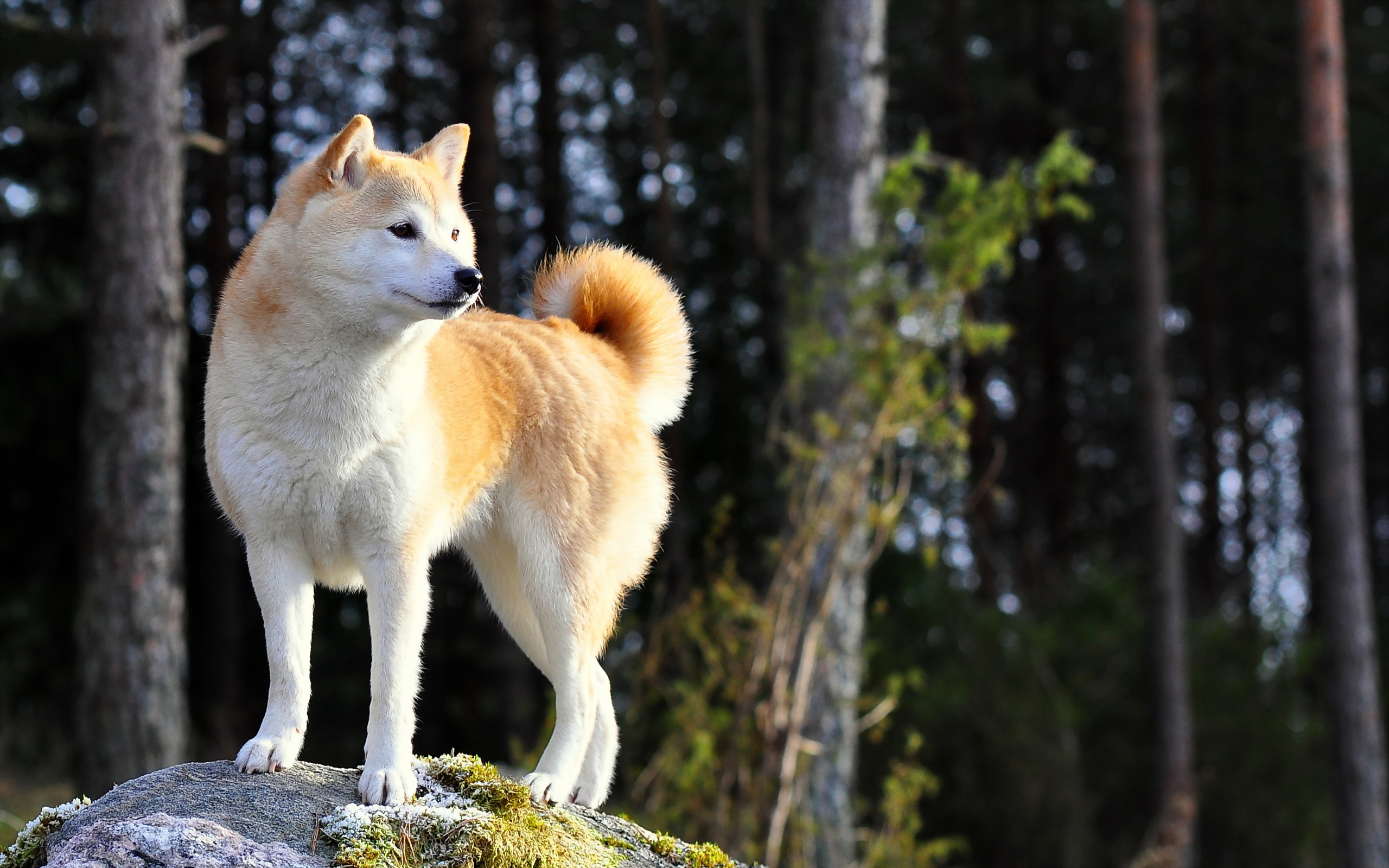 Обои природа, взгляд, собака, друг, акита-ину, nature, look, dog, each, akita inu разрешение 2560x1600 Загрузить