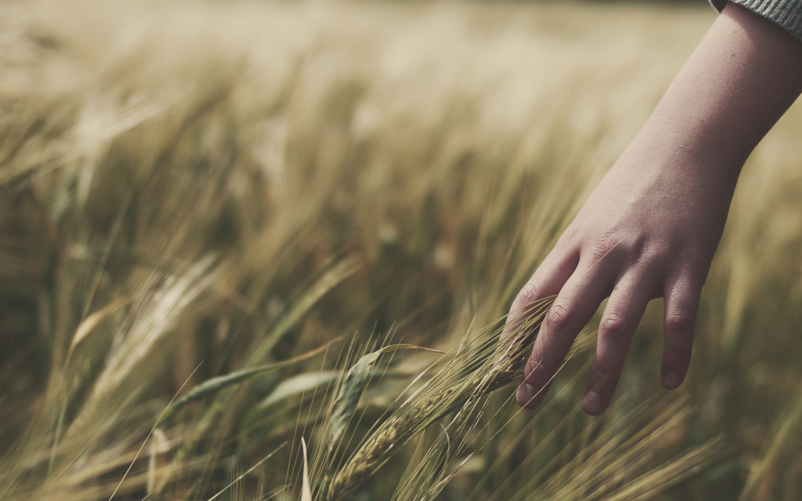 В сухой траве словом всюду. Рука по траве. Прикосновение к траве. Трава в руке. Эстетика травы в поле.