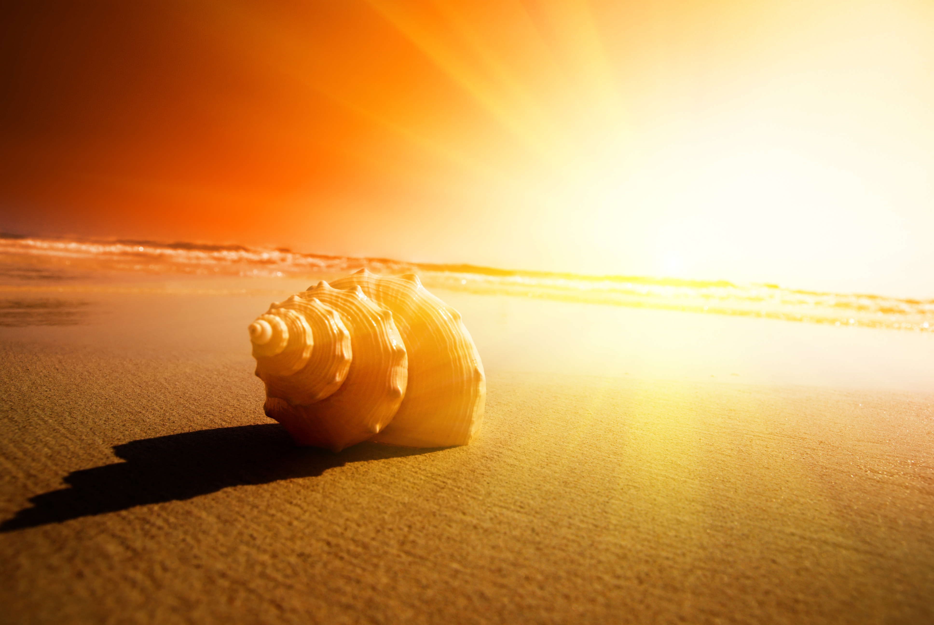 Обои солнце, песок, пляж, раковина, the sun, sand, beach, sink разрешение 3872x2592 Загрузить