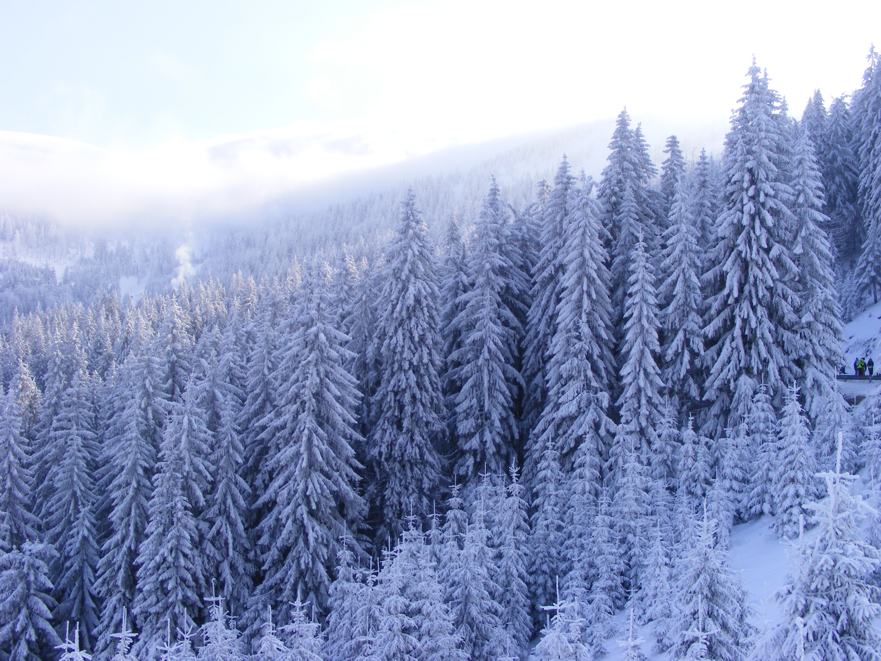 снег лес ели зима бесплатно