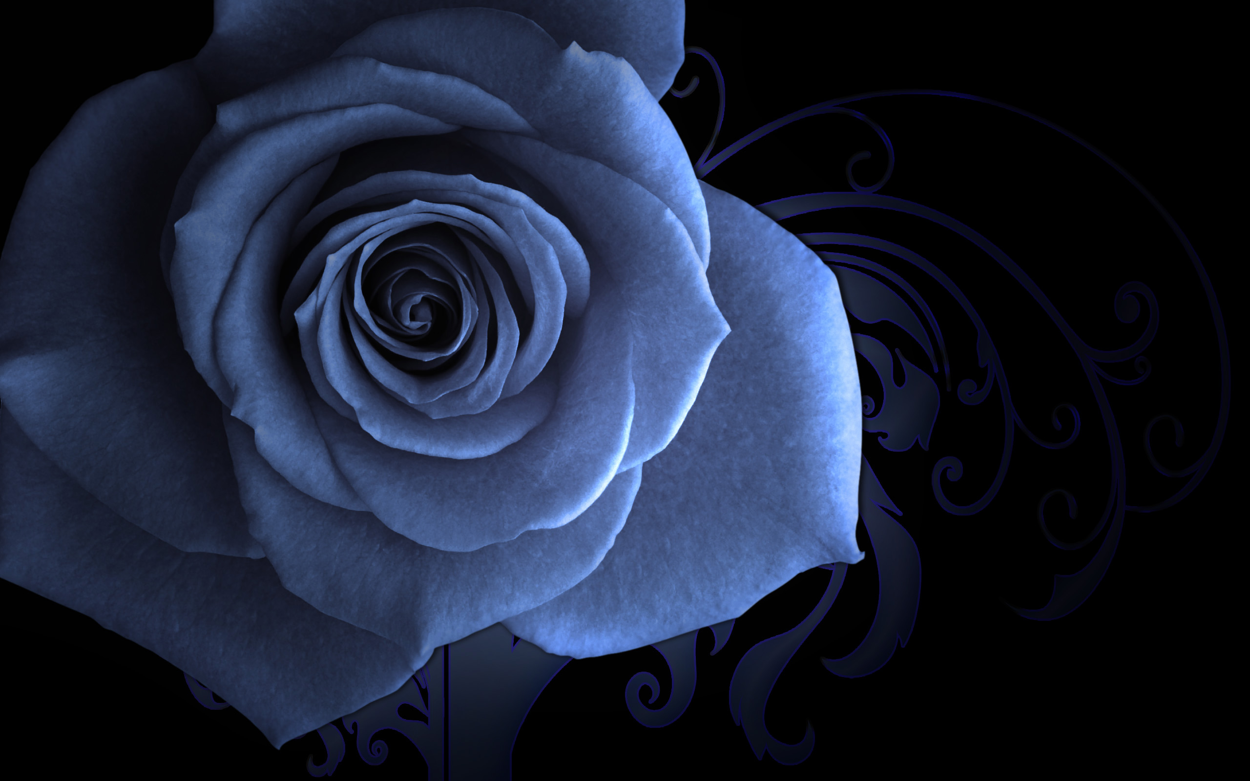 Цветок на темном фоне обои. Цветы на темном фоне. Темно синие цветы.
