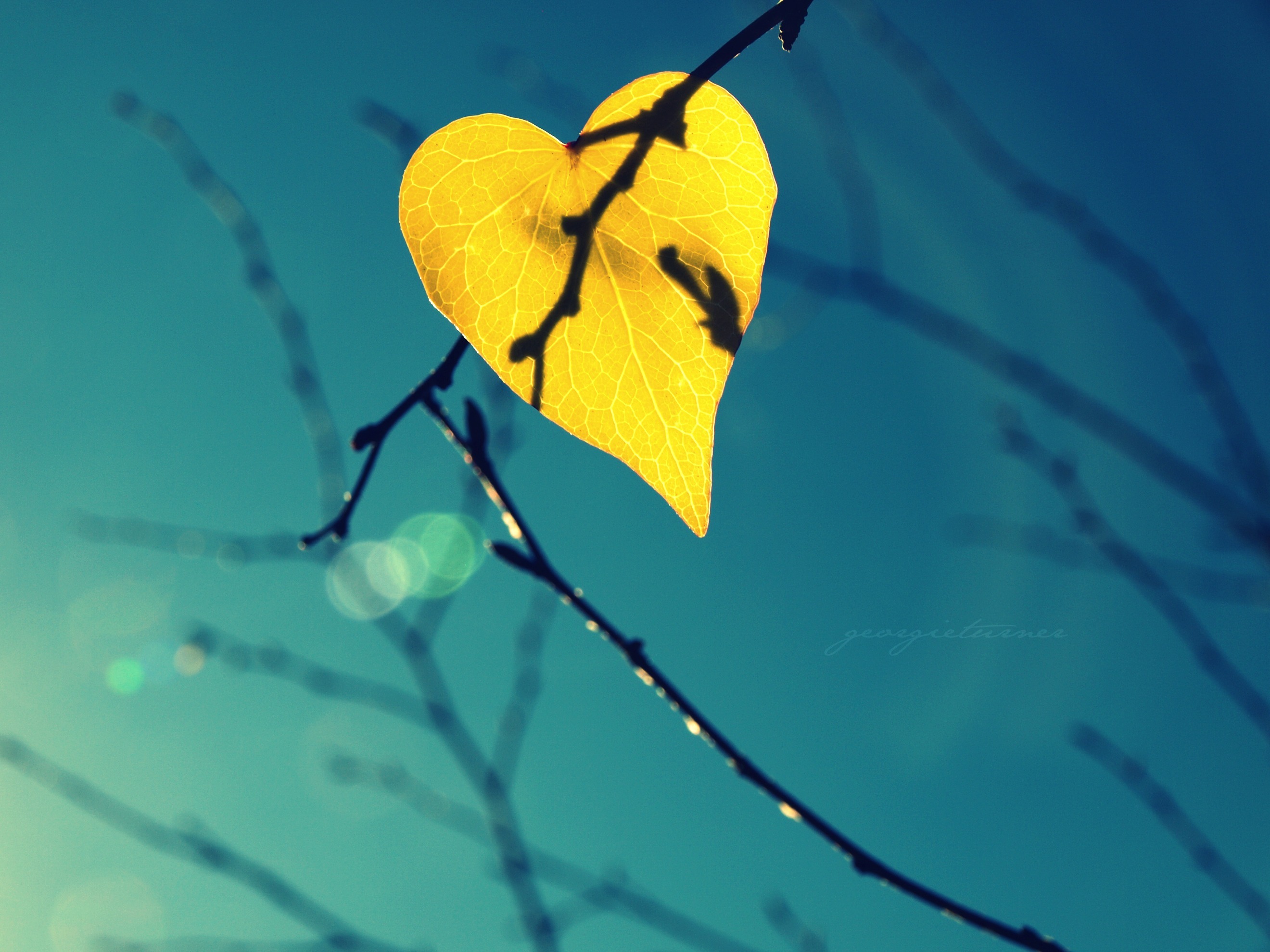 Одинокий листок в виде сердца без смс