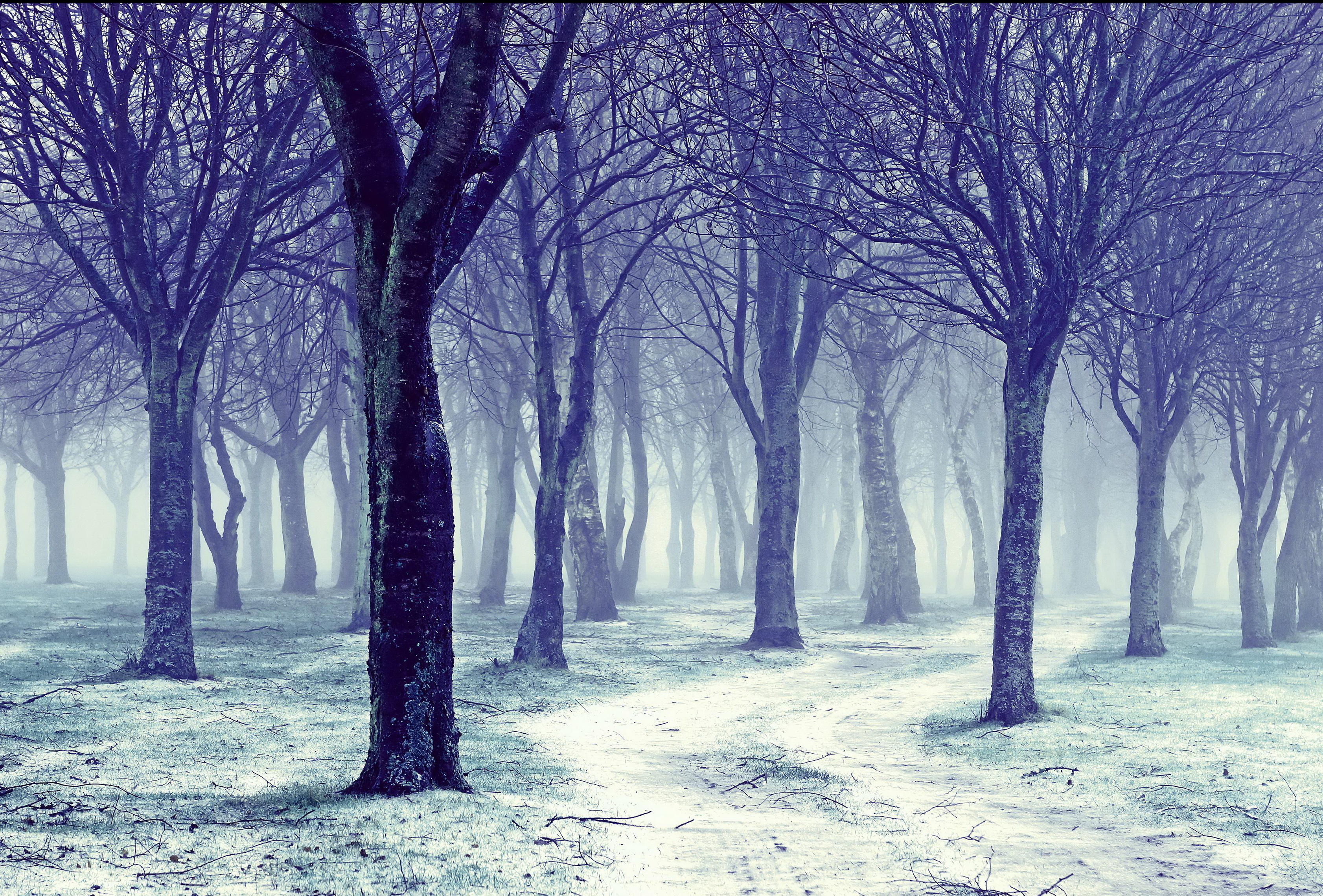 природа туман зима деревья загрузить