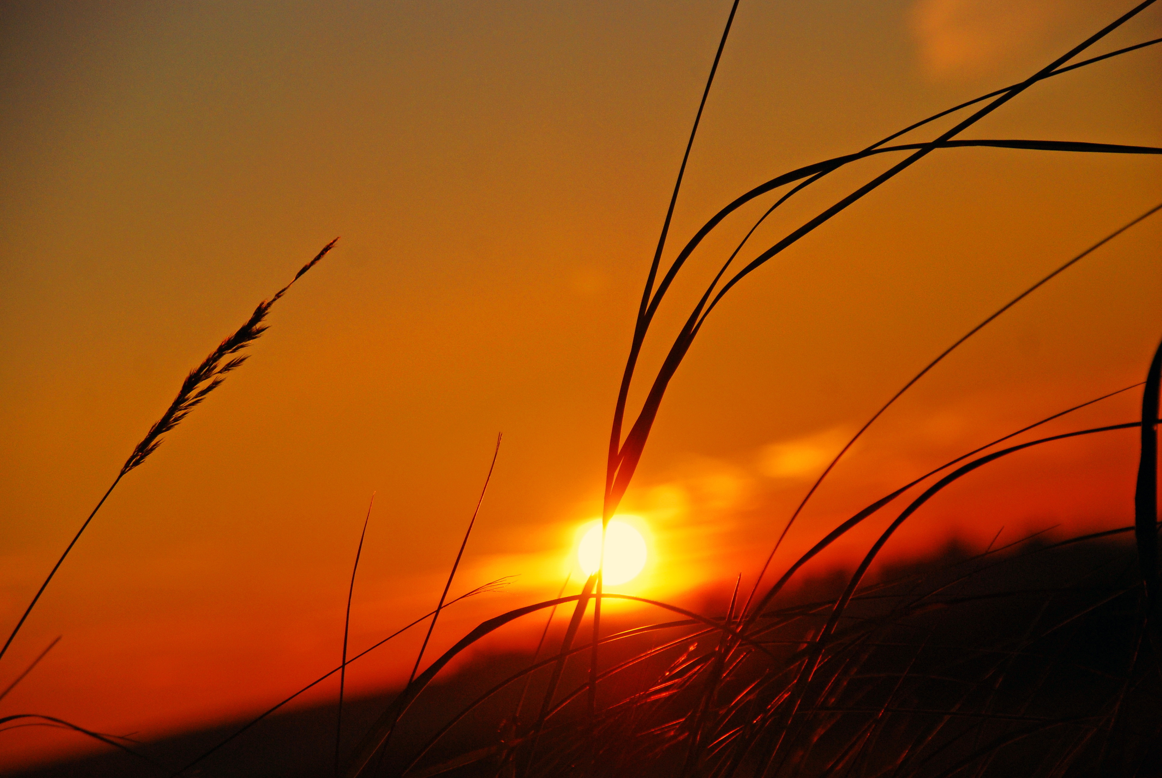 закат трава солнце sunset grass the sun загрузить