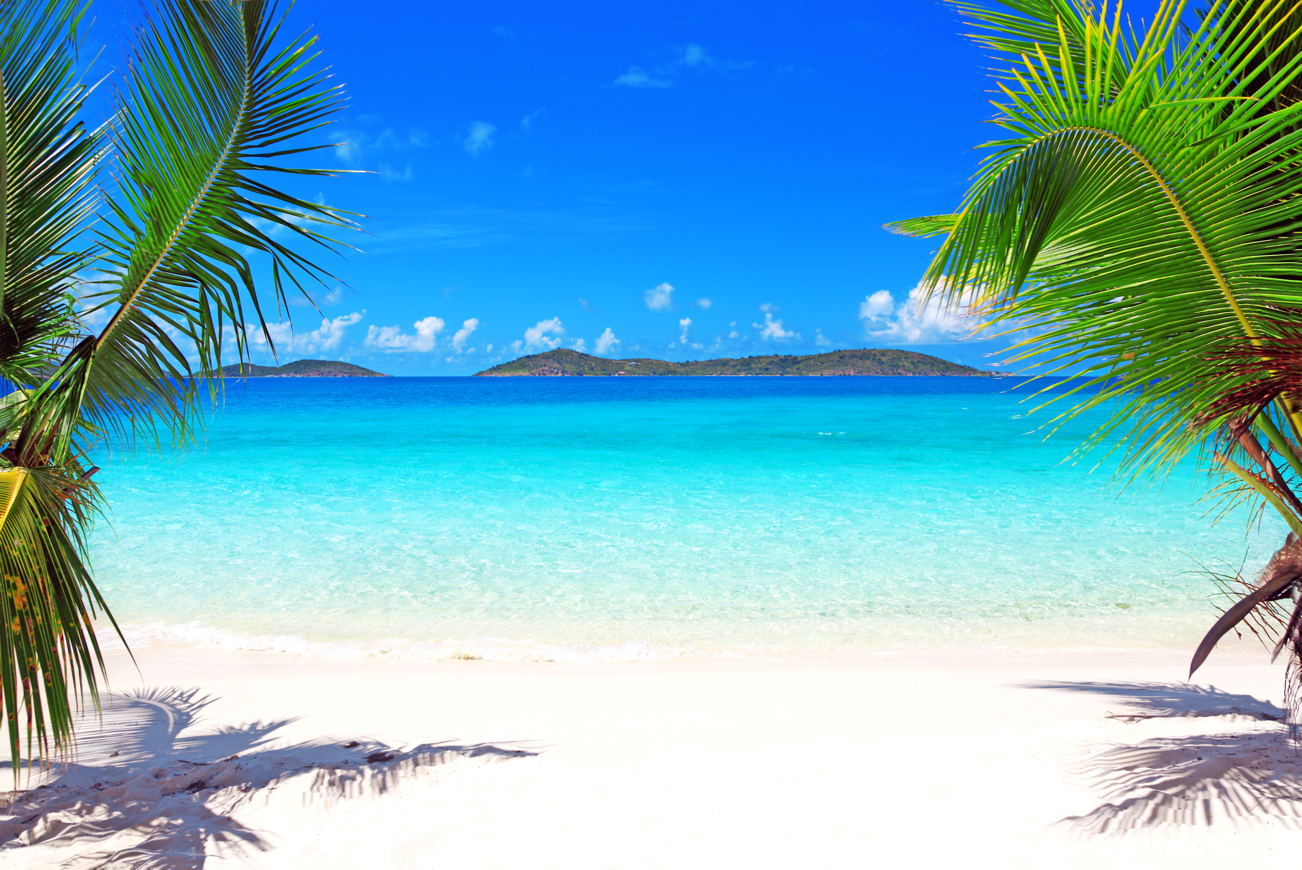 Beach tree. Остров Саона голубая Лагуна. Голубая Лагуна Саона Доминикана. Парадиз остров Карибского моря. Море пляж.