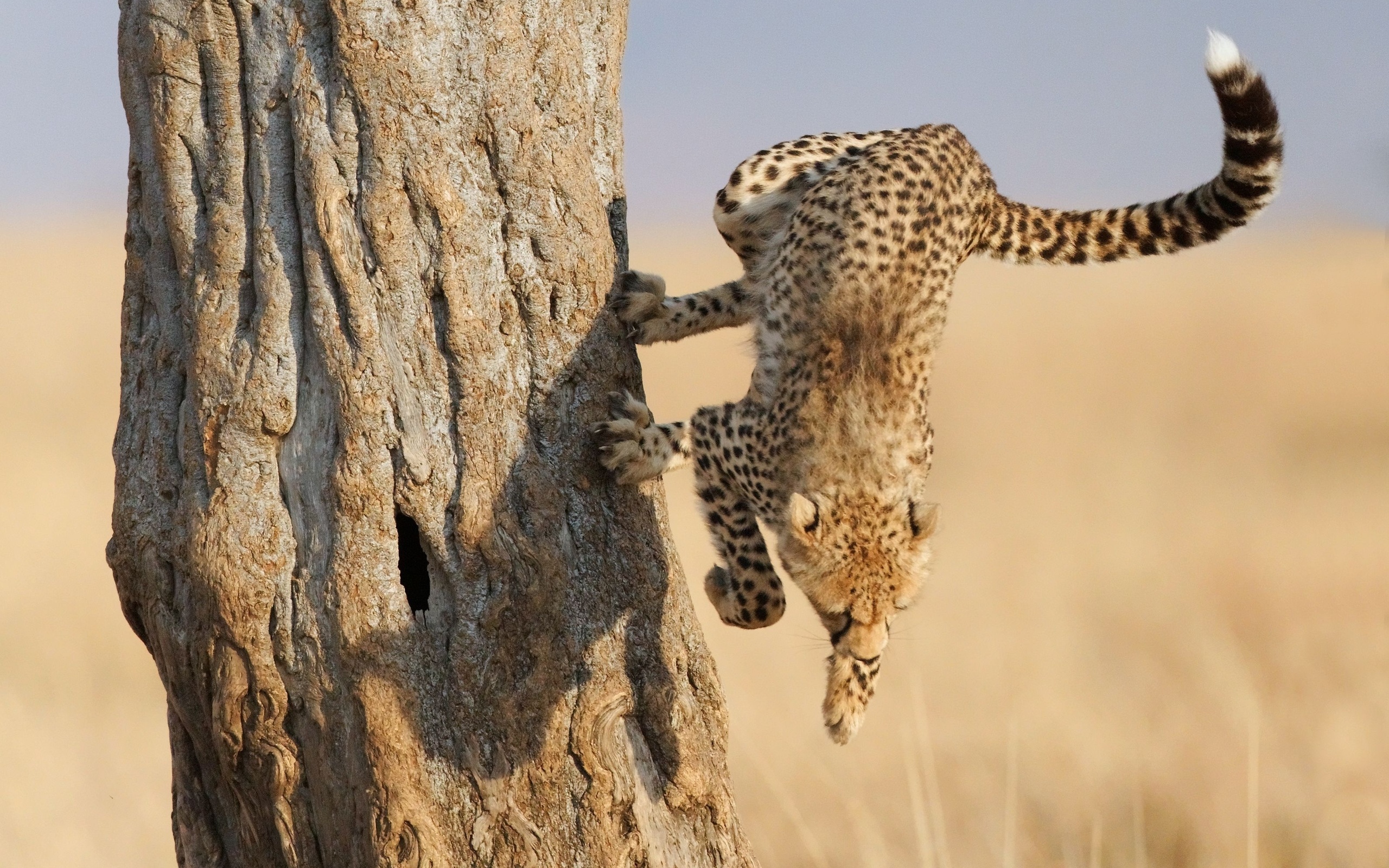 леопард на охоте бесплатно