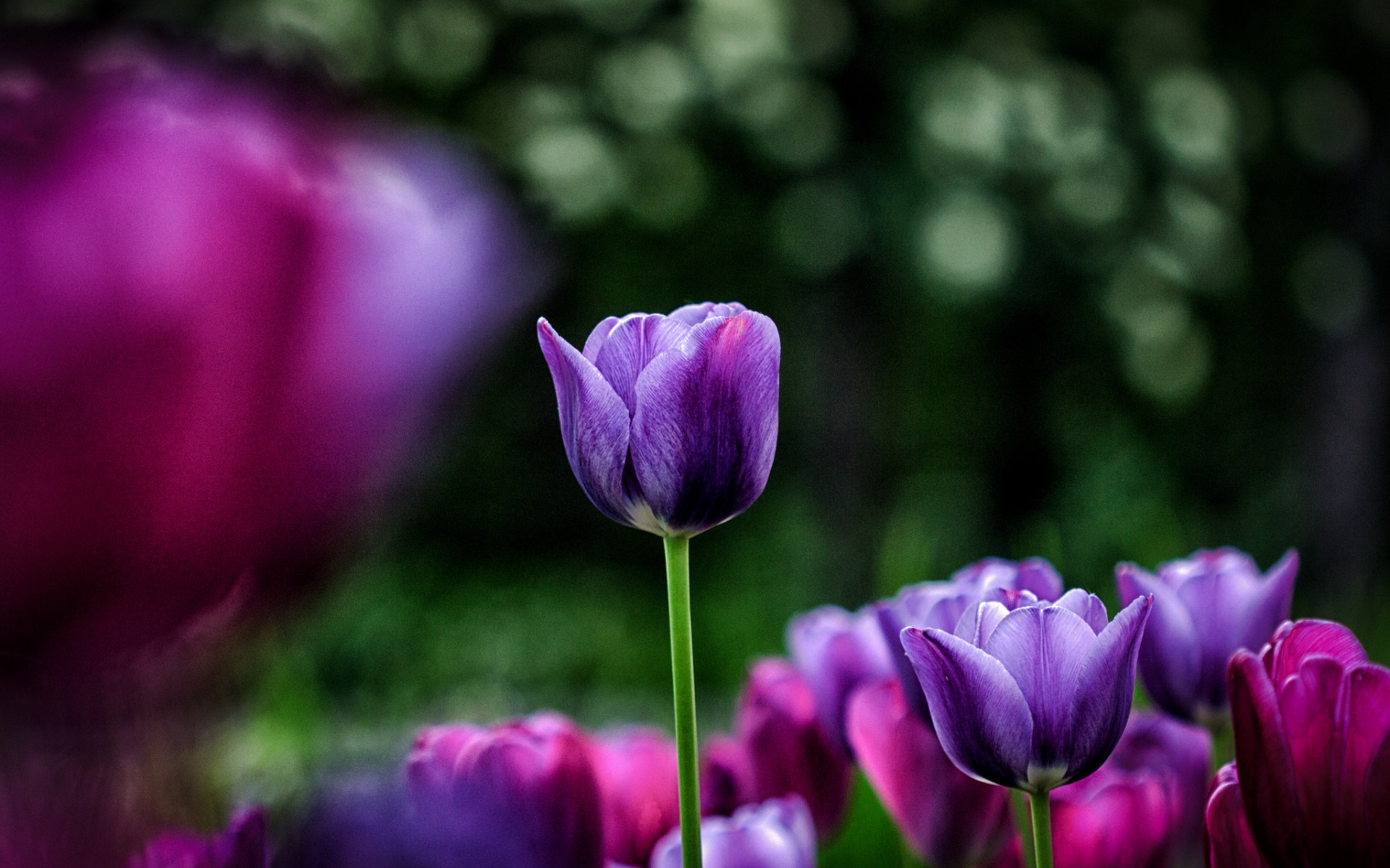 Обои цветы, весна, тюльпаны, фиолетовые, flowers, spring, tulips, purple разрешение 1920x1200 Загрузить