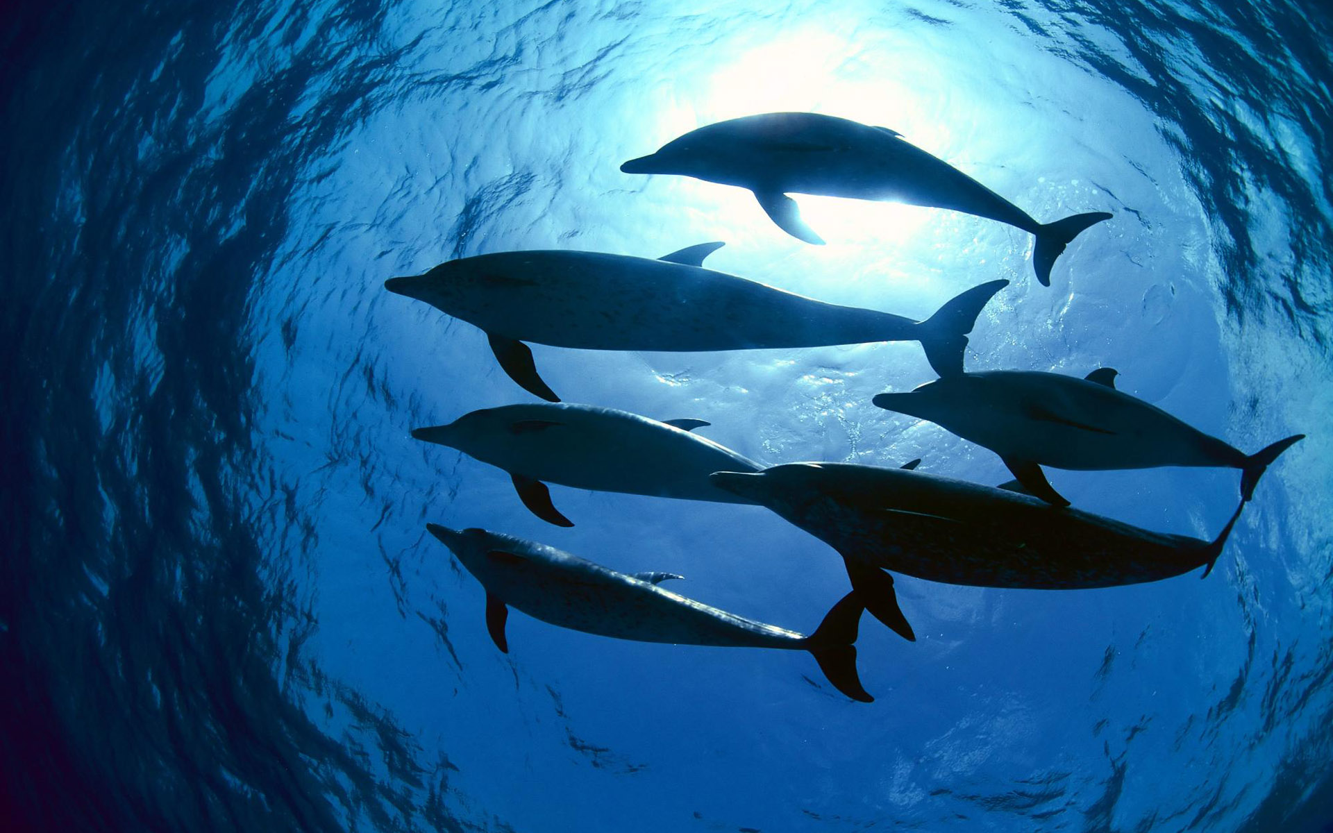 Обои свет, вода, дельфины, подводный мир, light, water, dolphins, underwater world разрешение 1920x1200 Загрузить