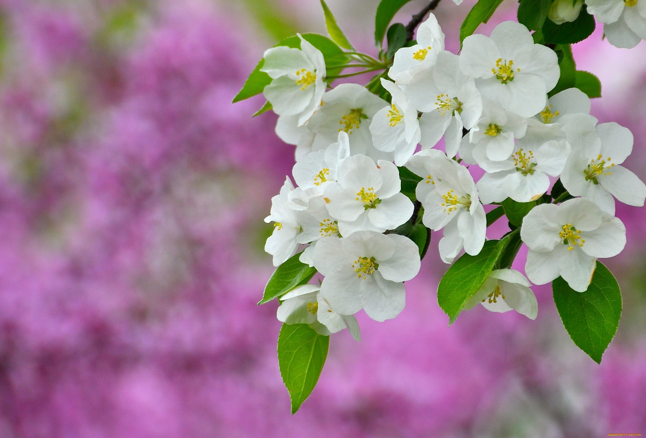 весна дерево цветение загрузить
