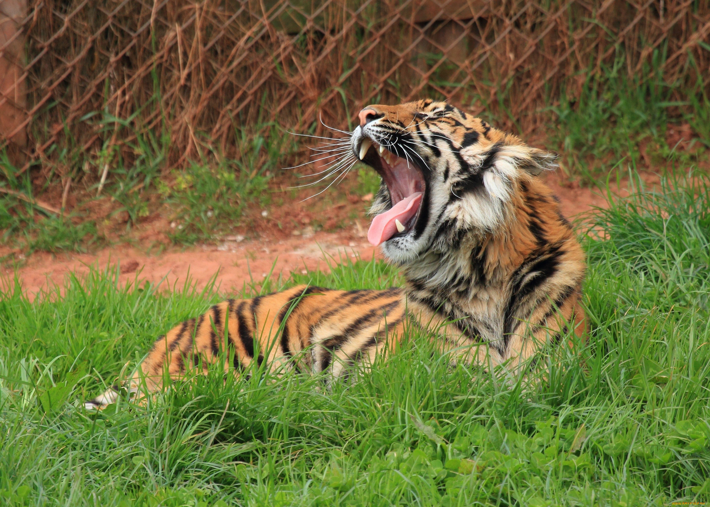 Зевание тигра загрузить