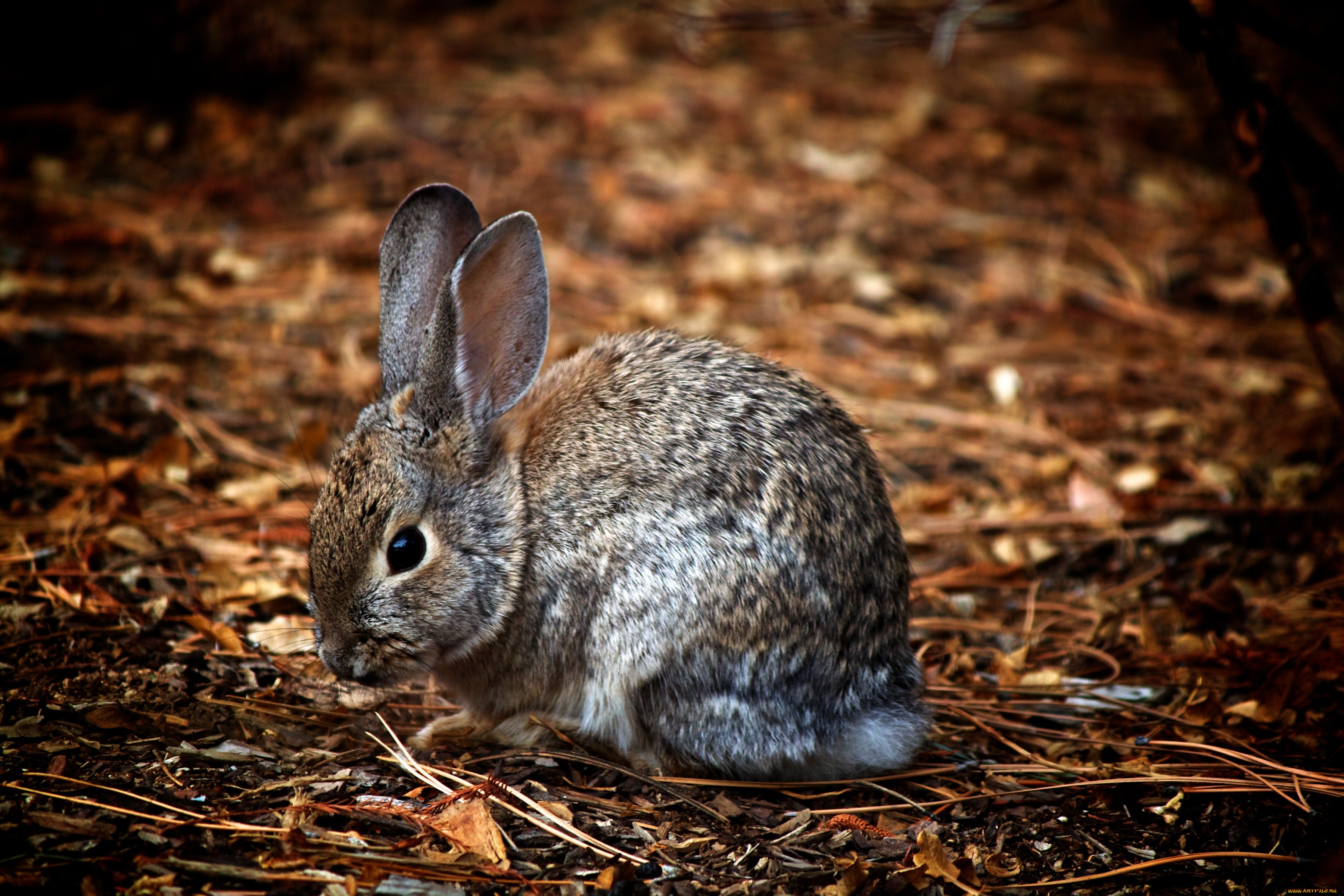 Зайчик зайчата. Заяц серый. Зайчонок. Заяц осенью. Заяц серый фото.