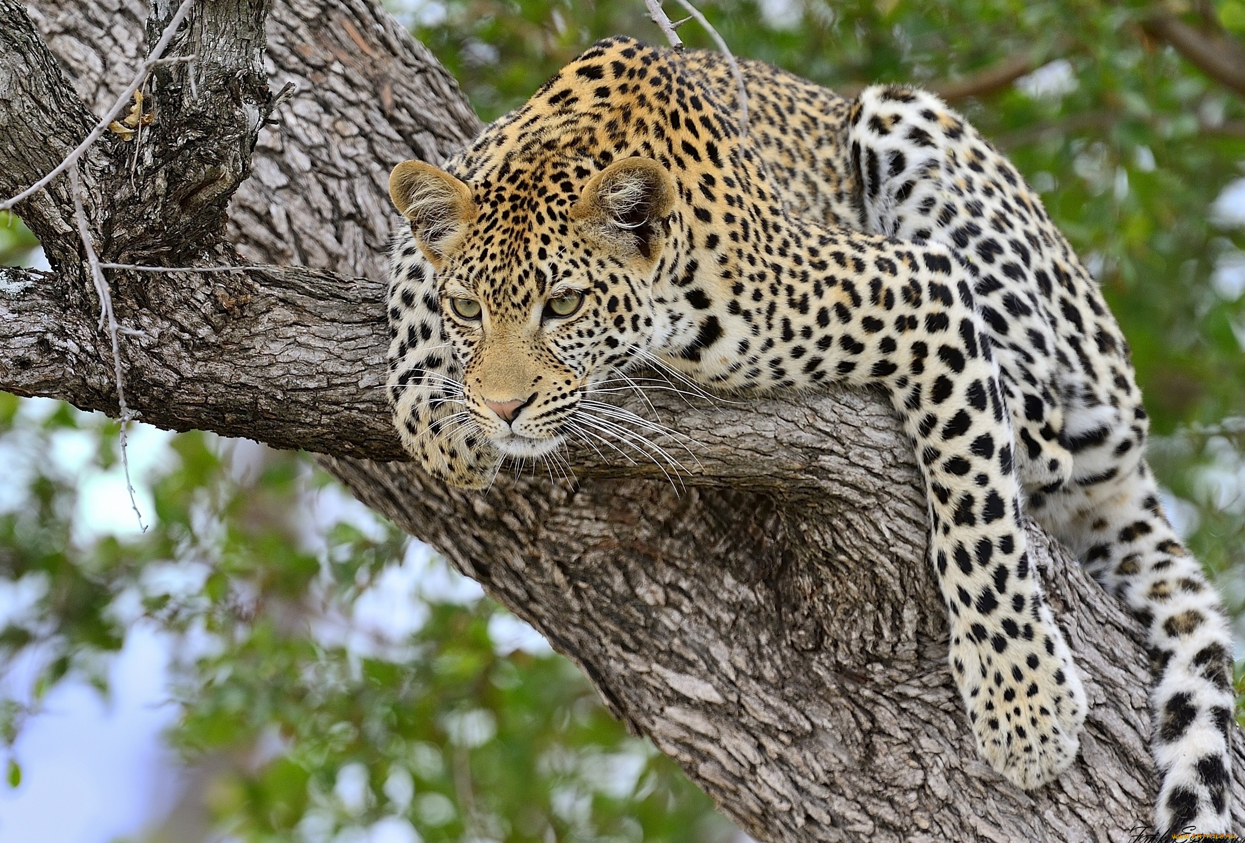 природа животные леопард трава деревья бесплатно