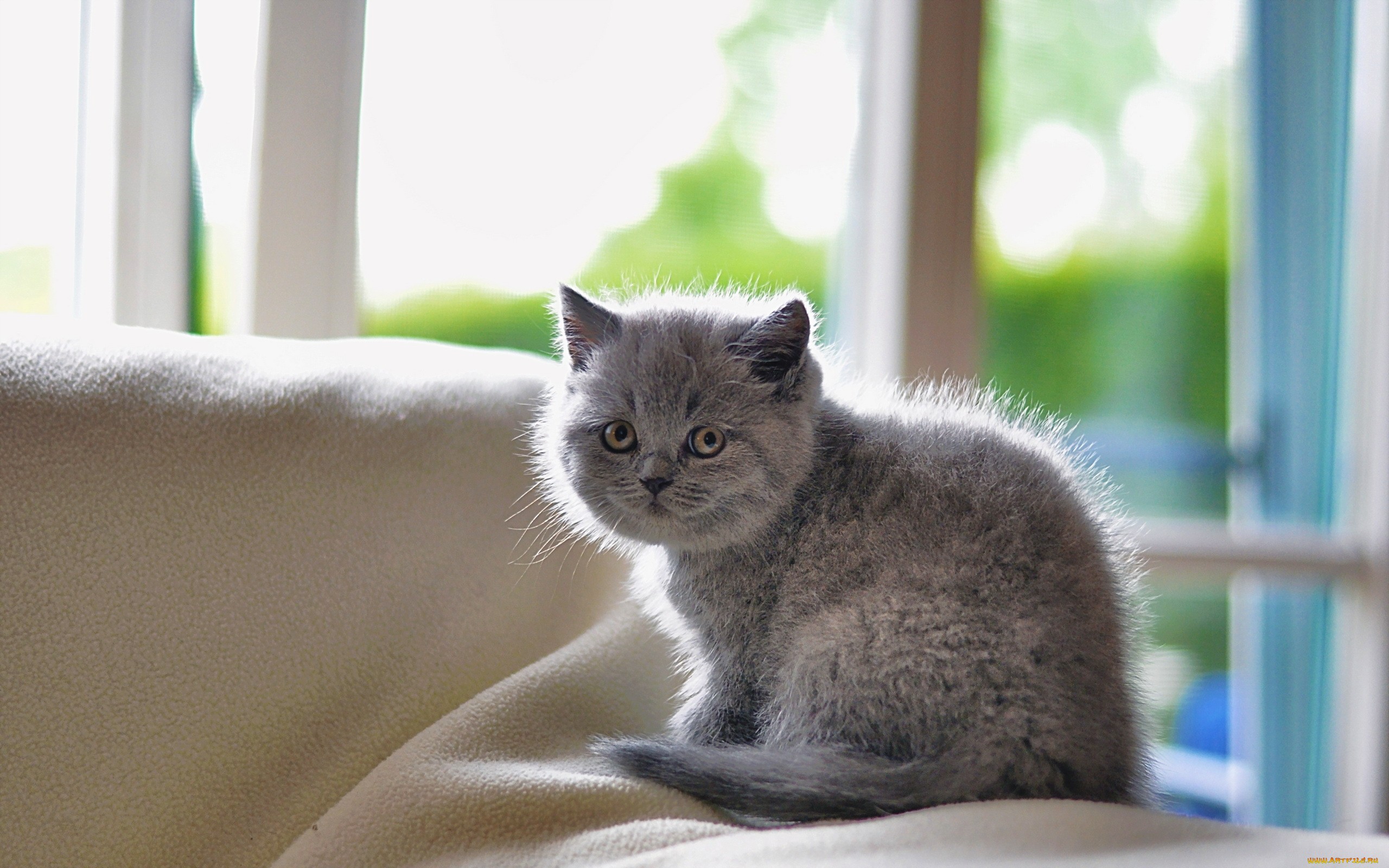 Как называется киса. Британец пушистый серый котенок. Серый британец котенок. Британская короткошёрстная кошка маленькая. Британская короткошёрстная кошка шиншилла.