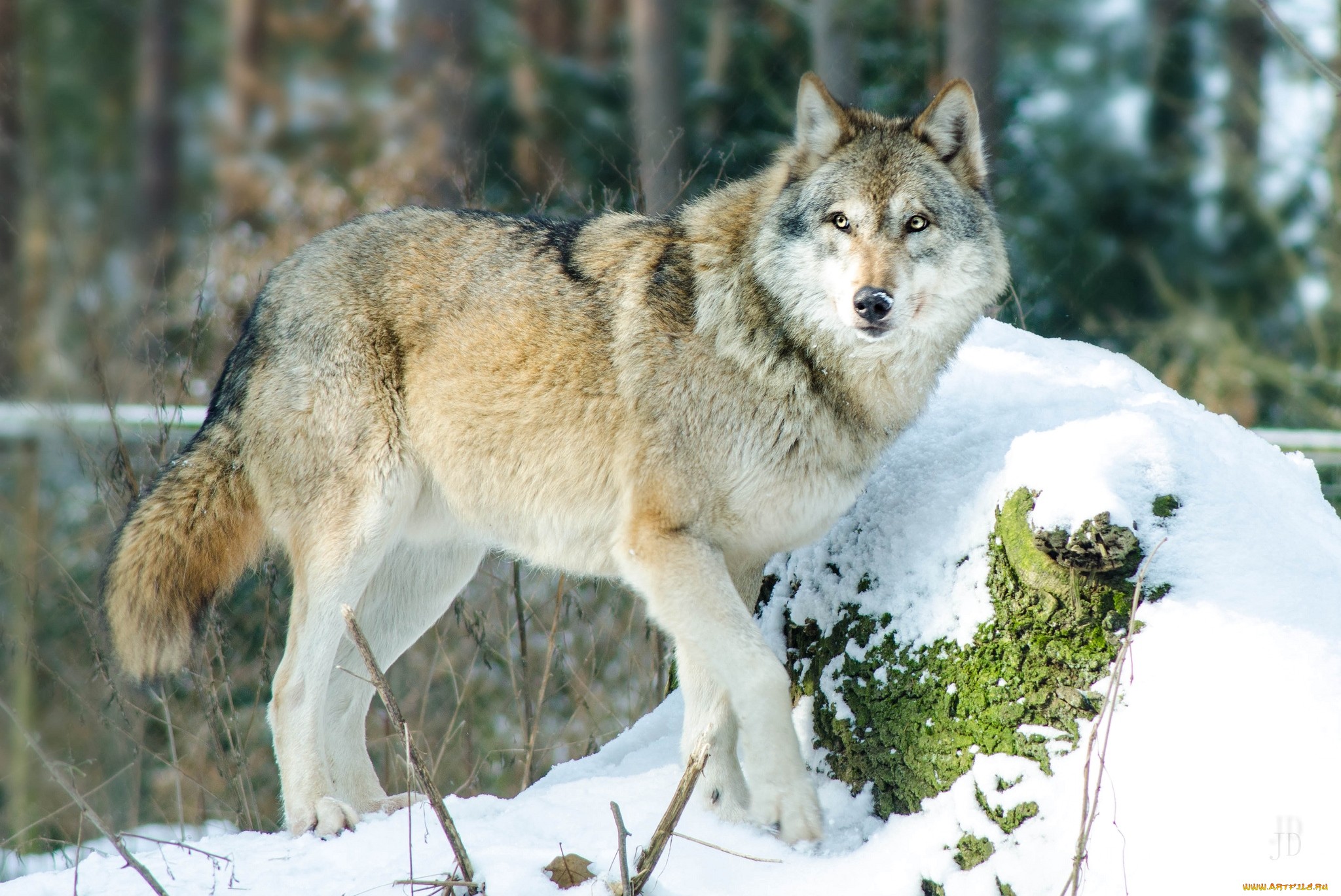 Животные средней сибири. Таёжный волк. Среднерусский волк. Среднерусский Лесной волк. Аляскинский Лесной волк.