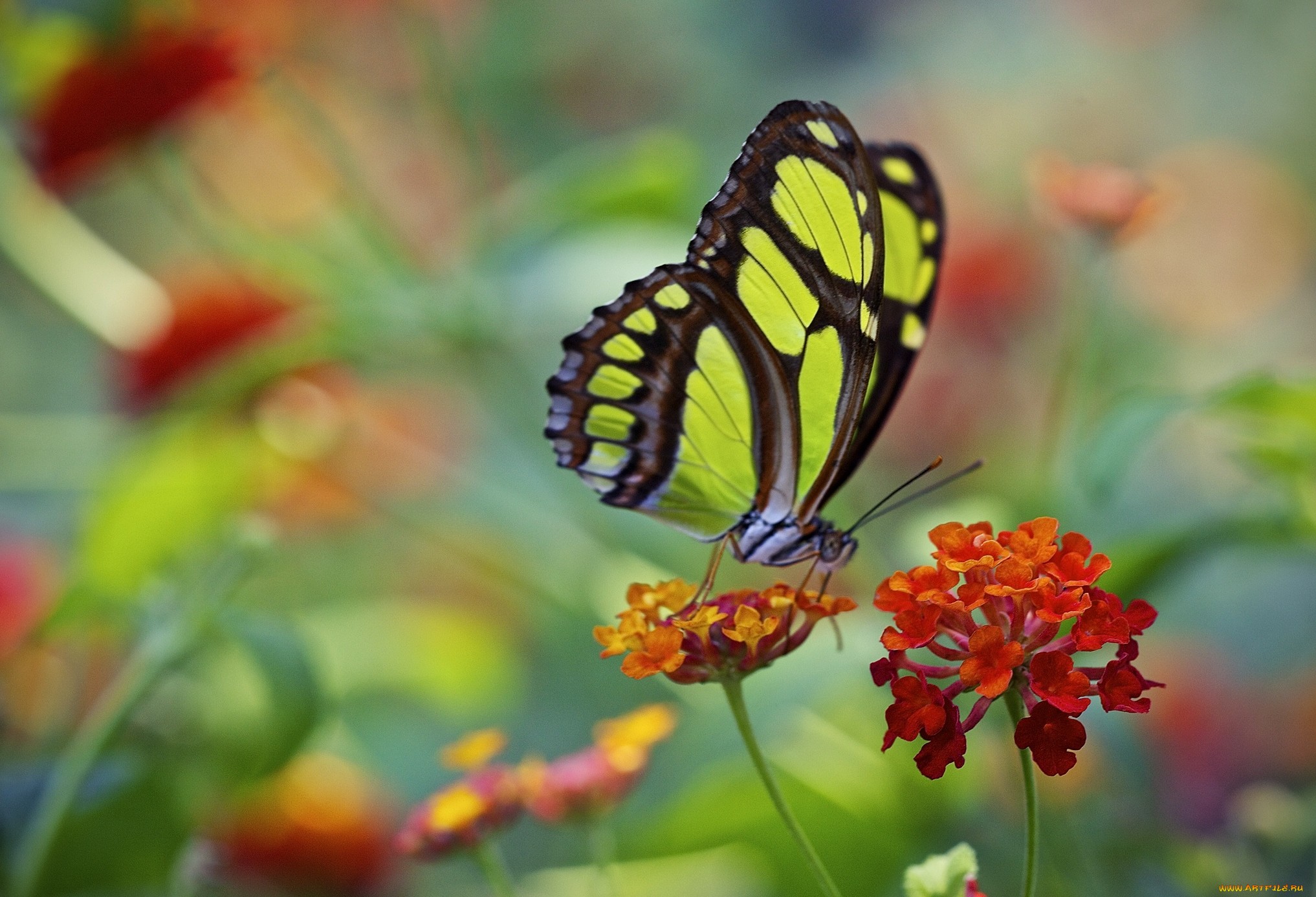 Обои макро, цветок, бабочка, крылья, насекомые, macro, flower, butterfly, wings, insects разрешение 2034x1386 Загрузить