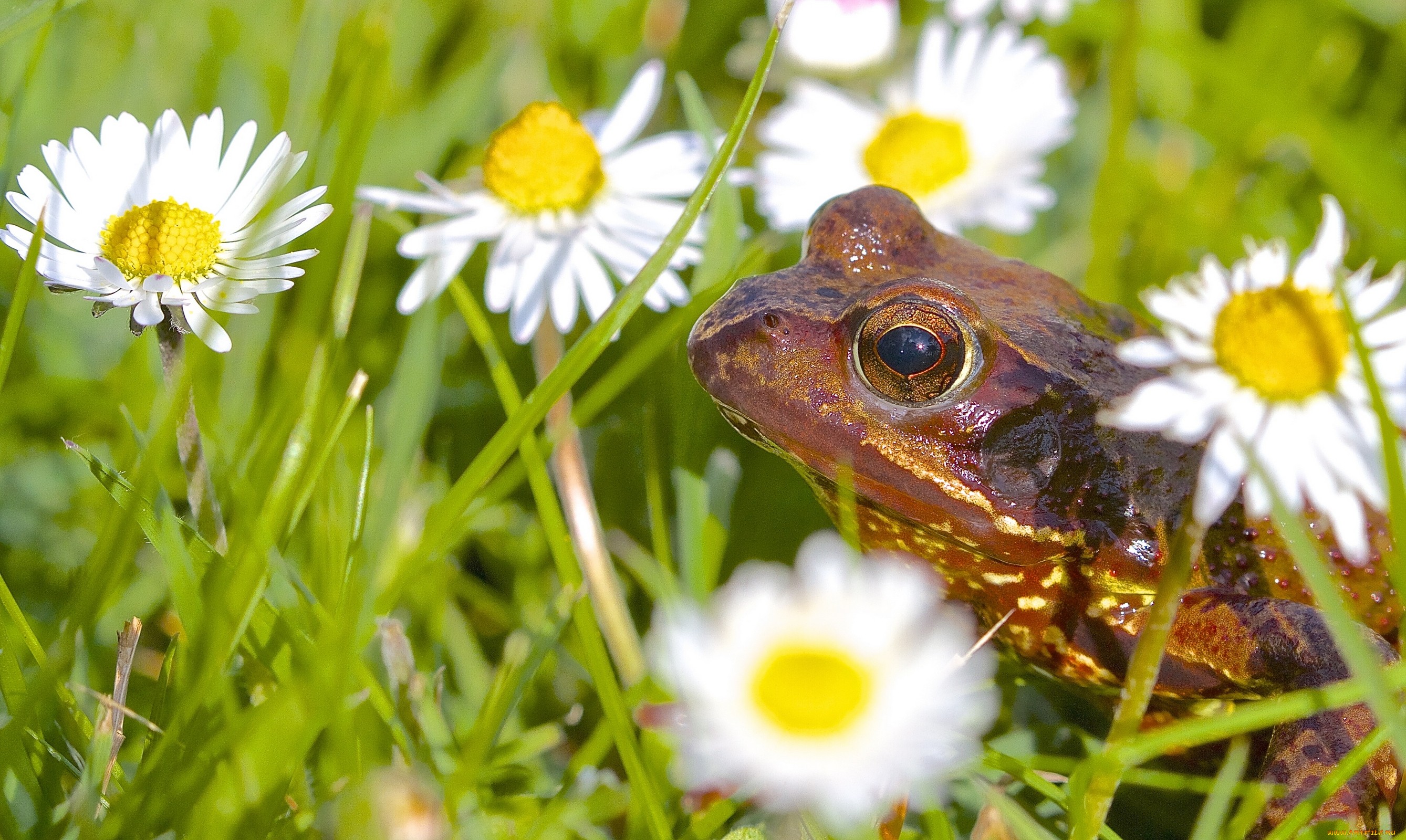 Обои цветы, животные, лягушка, ромашки, flowers, animals, frog, chamomile разрешение 2677x1600 Загрузить