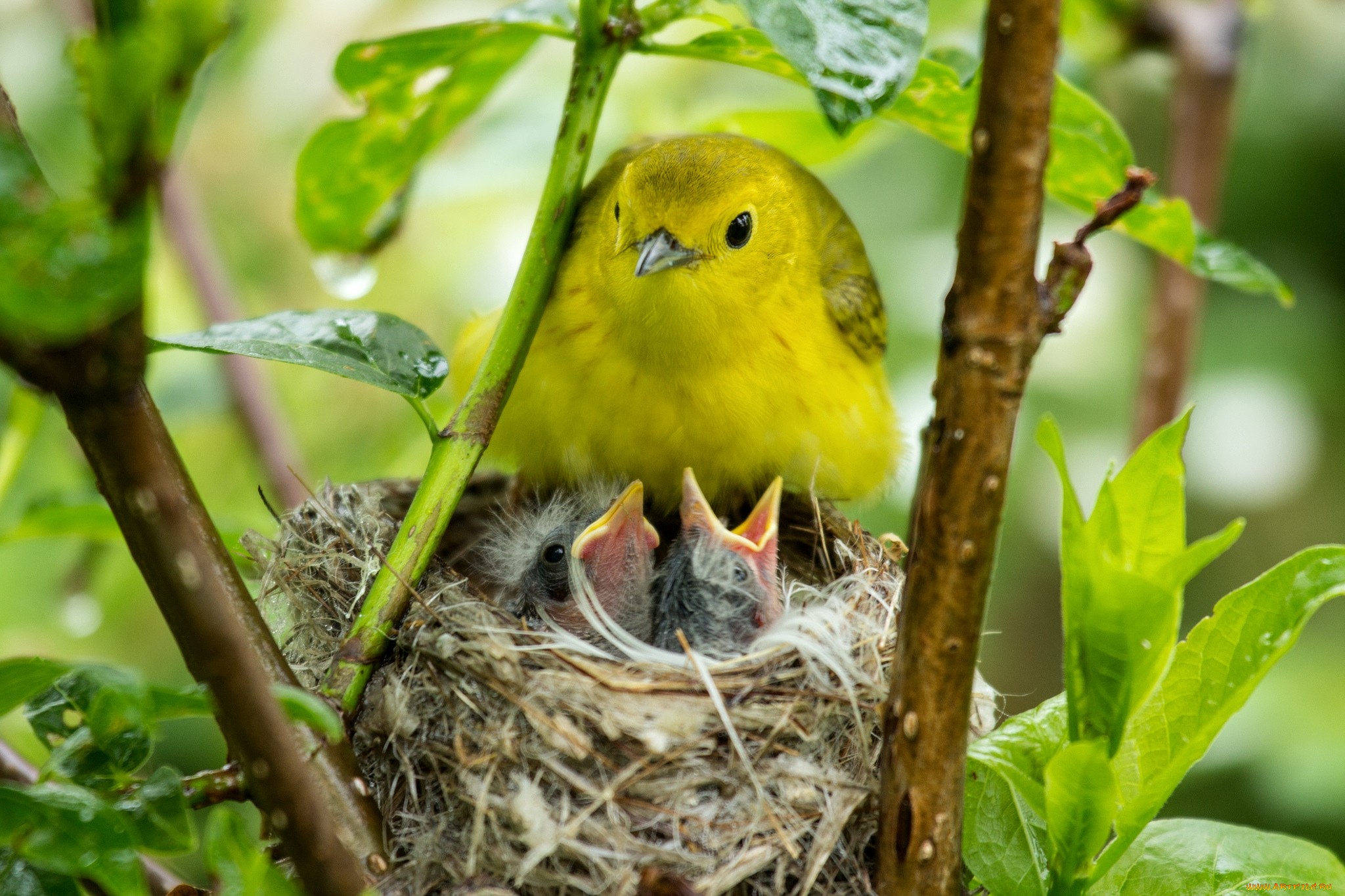 Обои птицы, птичка, птенцы, гнездо, птиц, гнезда, желторотики, birds, bird, chicks, socket, wet behind the ears разрешение 2048x1365 Загрузить