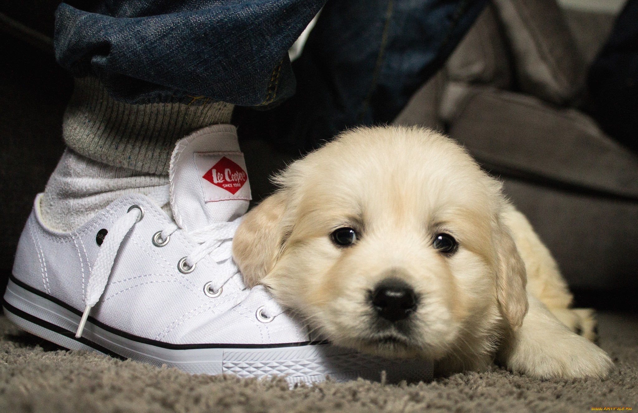 Обои собака, кеды, щенок, отдых, лабрадор, хозяин, dog, sneakers, puppy, stay, labrador, the owner разрешение 2048x1326 Загрузить