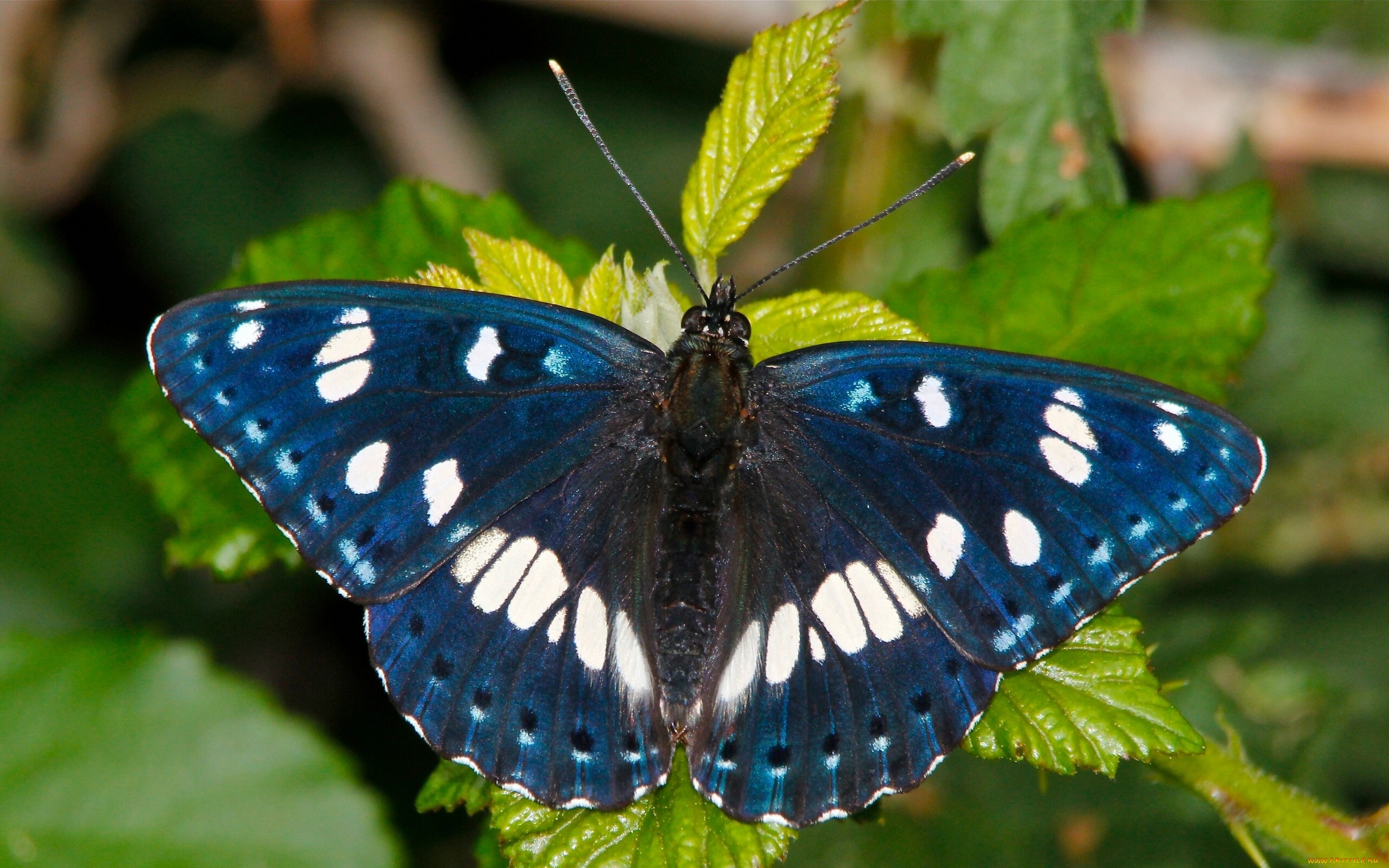 Группа насекомые бабочка. Ленточник Гельмана бабочка. Бабочка ленточник синий. Бабочка ленточник голубоватый. Бабочка голубая орденская.