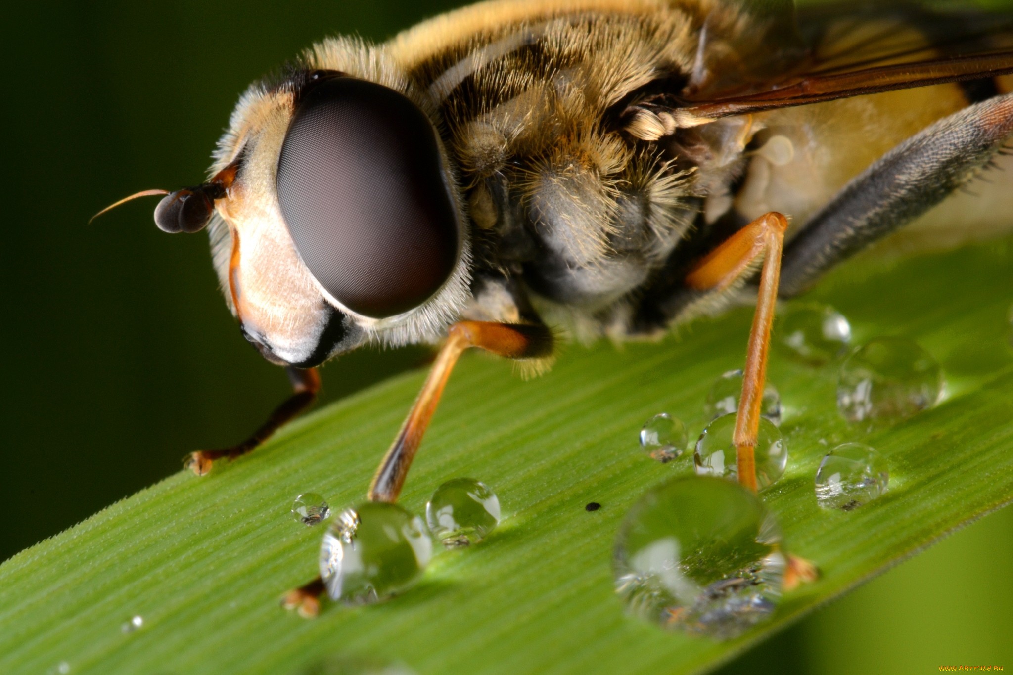 Обои глаза, макро, капли, лист, насекомые, пчела, крупным планом, eyes, macro, drops, sheet, insects, bee, closeup разрешение 2048x1365 Загрузить