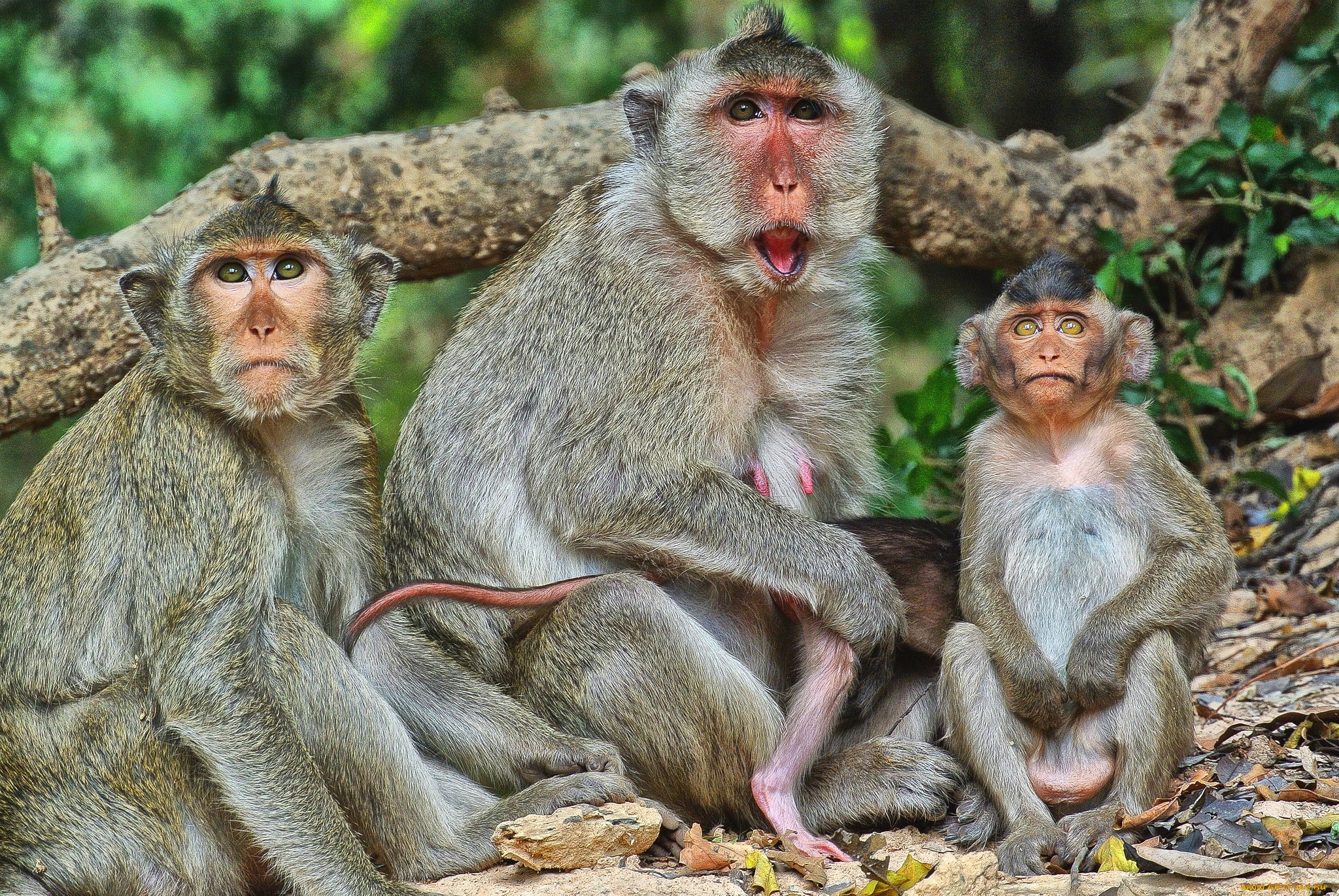 Фото смешных обезьянок
