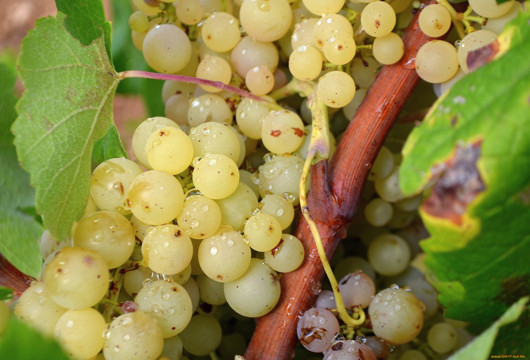 Обои зелёный, виноград, лоза, гроздь, green, grapes, vine, bunch разрешение 2048x1389 Загрузить