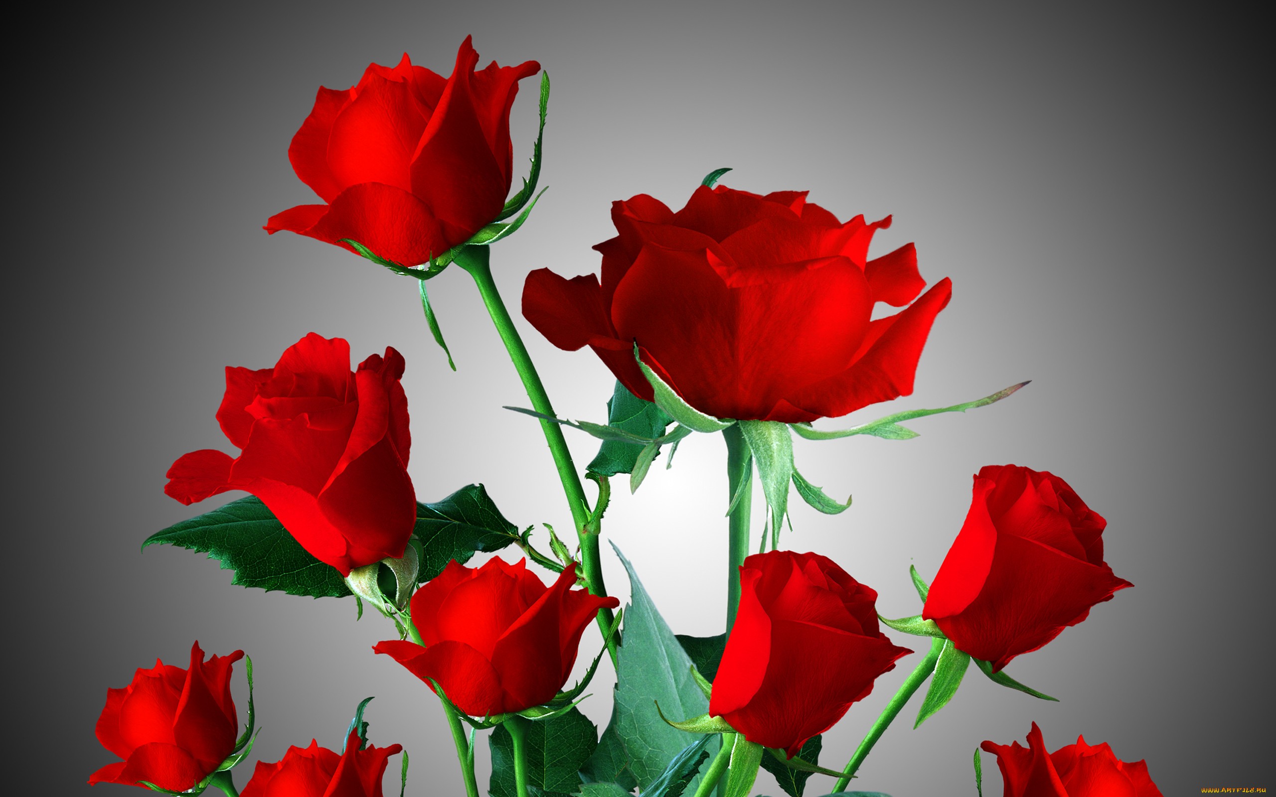 Обои цветы, розы, красные, букет, flowers, roses, red, bouquet разрешение 2560x1600 Загрузить