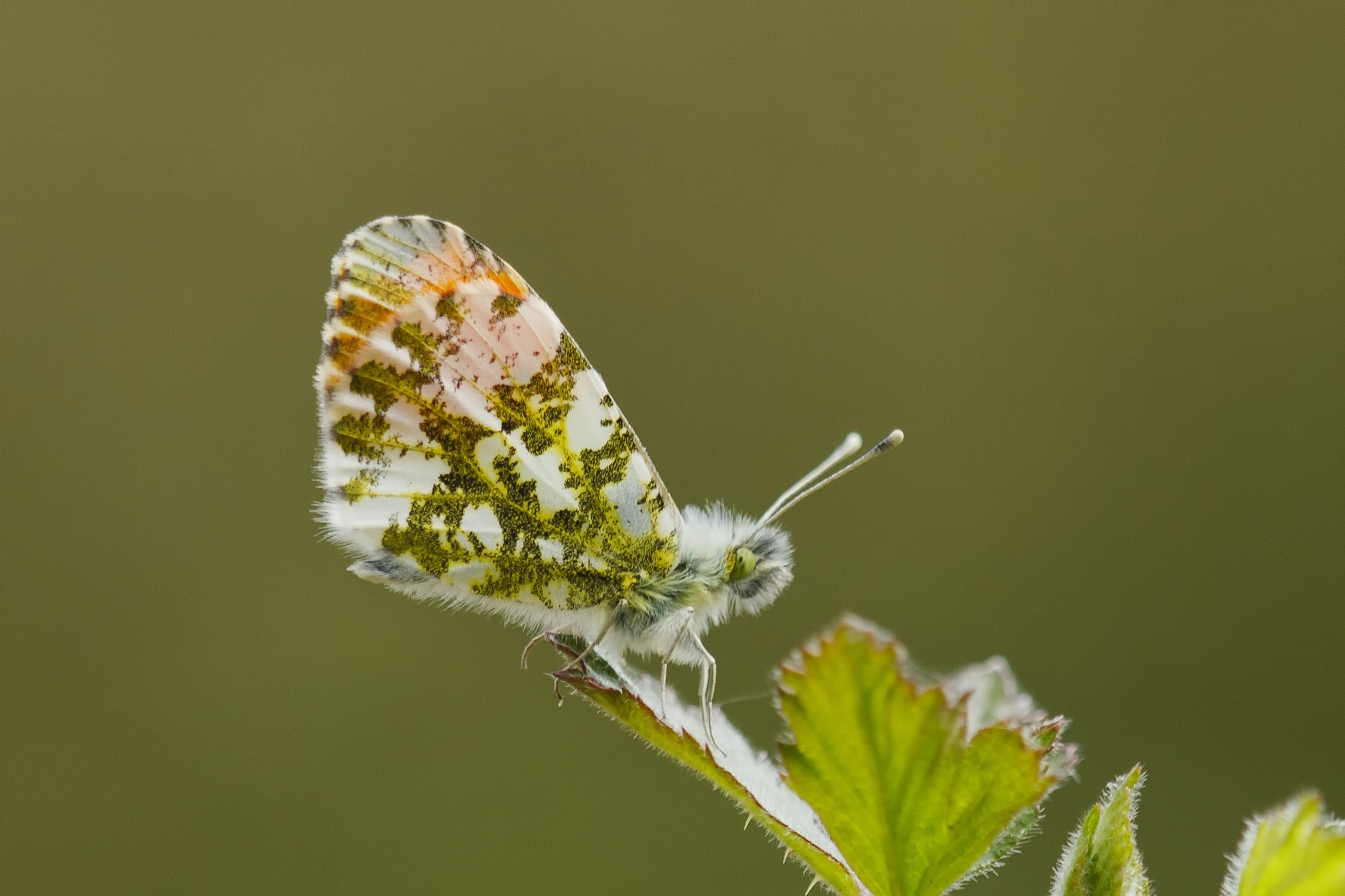 Обои макро, насекомое, бабочка, крылья, лист, macro, insect, butterfly, wings, sheet разрешение 2264x1509 Загрузить