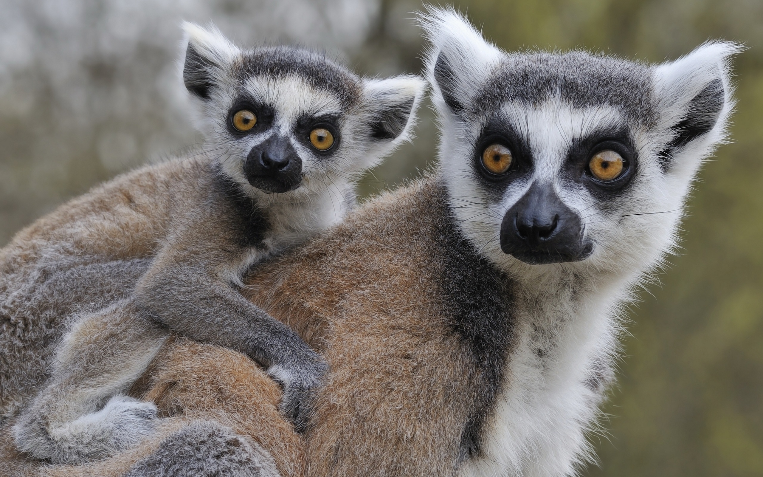 Обои животные, лемуры, детеныш, кошачий лемур, катта, ring-tailed lemur, animals, lemurs, cub, a ring-tailed lemur, katta разрешение 2560x1600 Загрузить