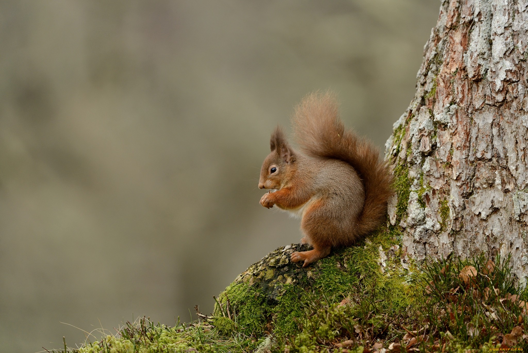 Обои дерево, животные, мох, белка, хвост, белочка, tree, animals, moss, protein, tail, squirrel разрешение 2048x1367 Загрузить