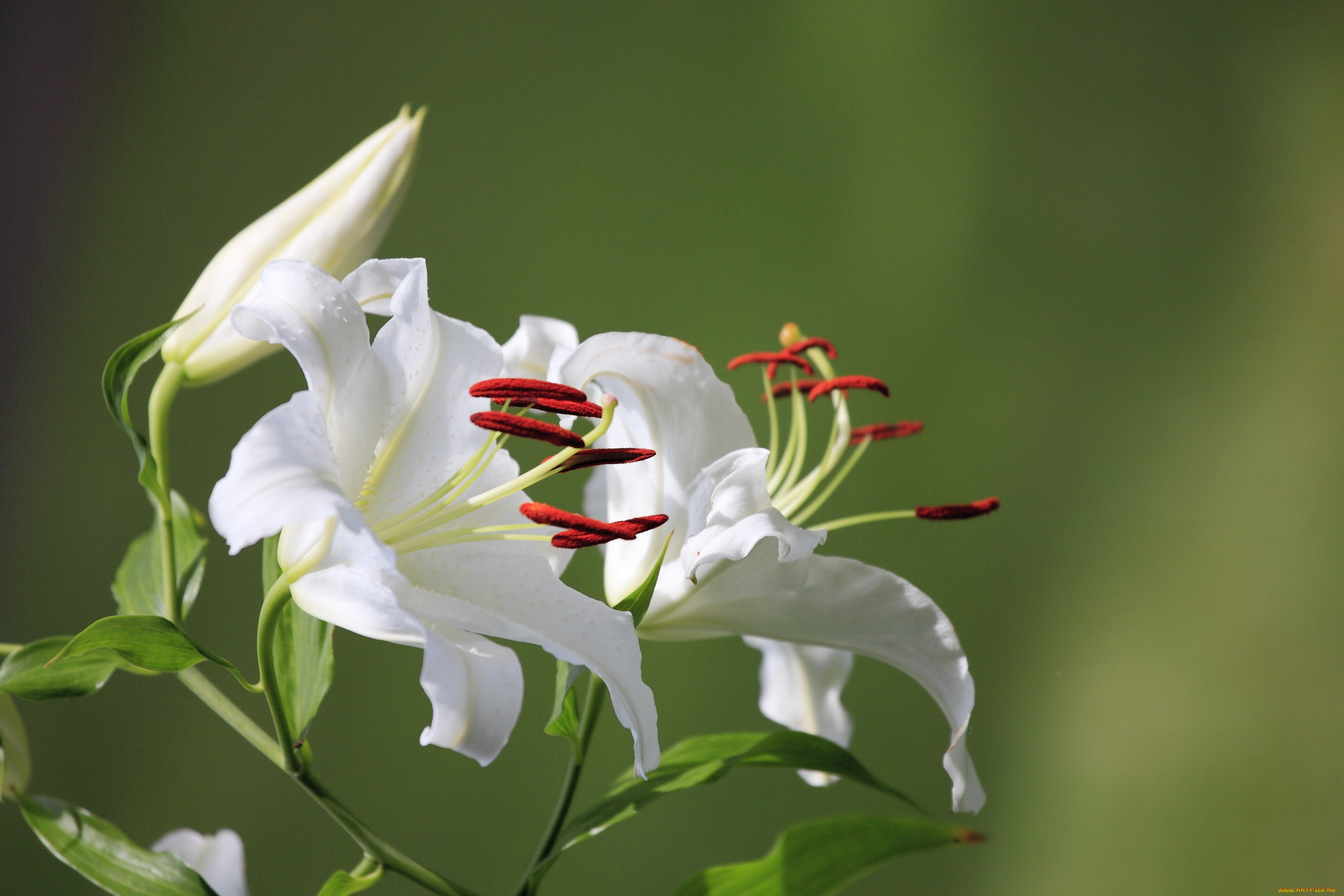 природа белые цветы белые лилии бесплатно